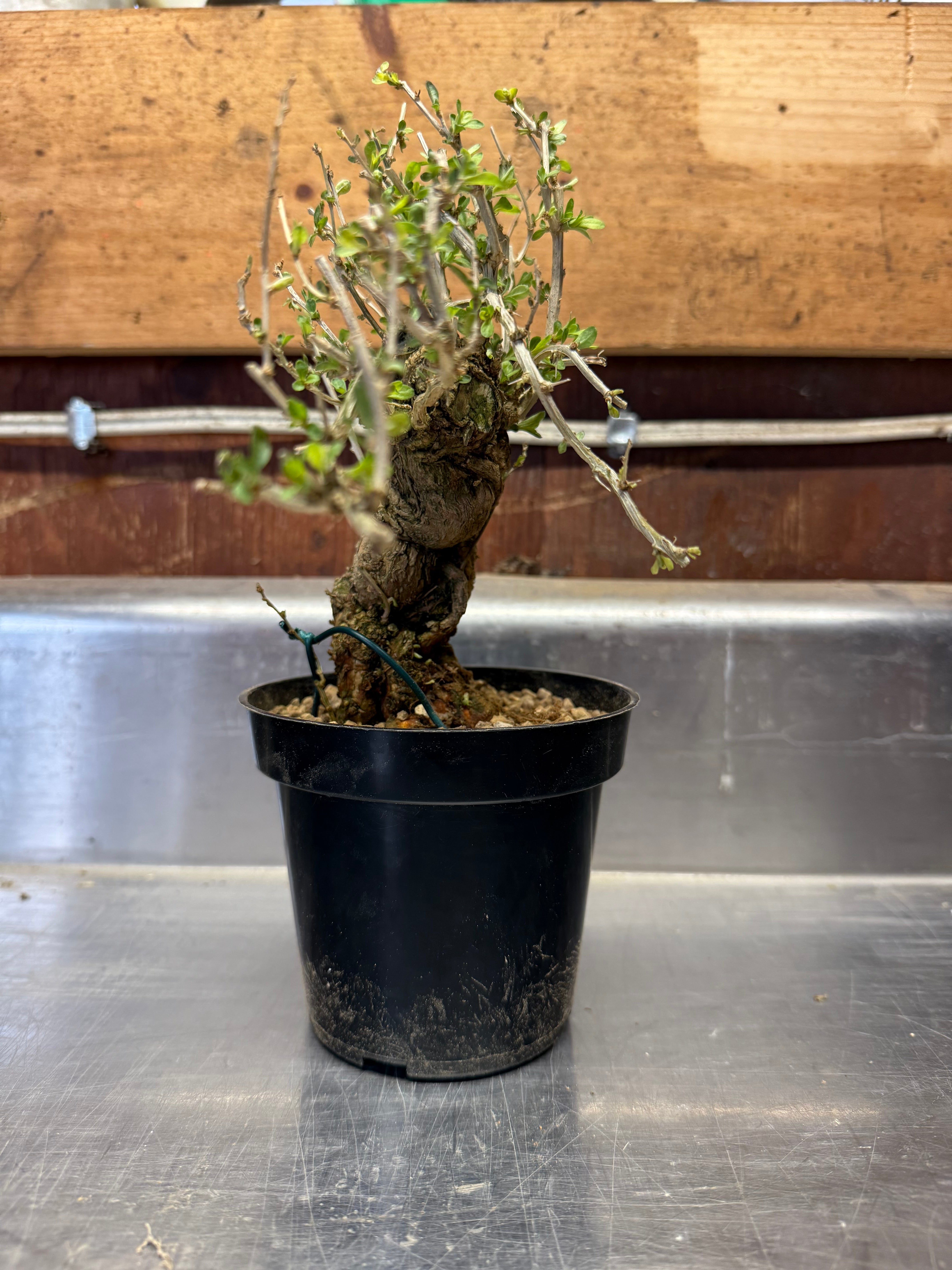 Lycium chinense