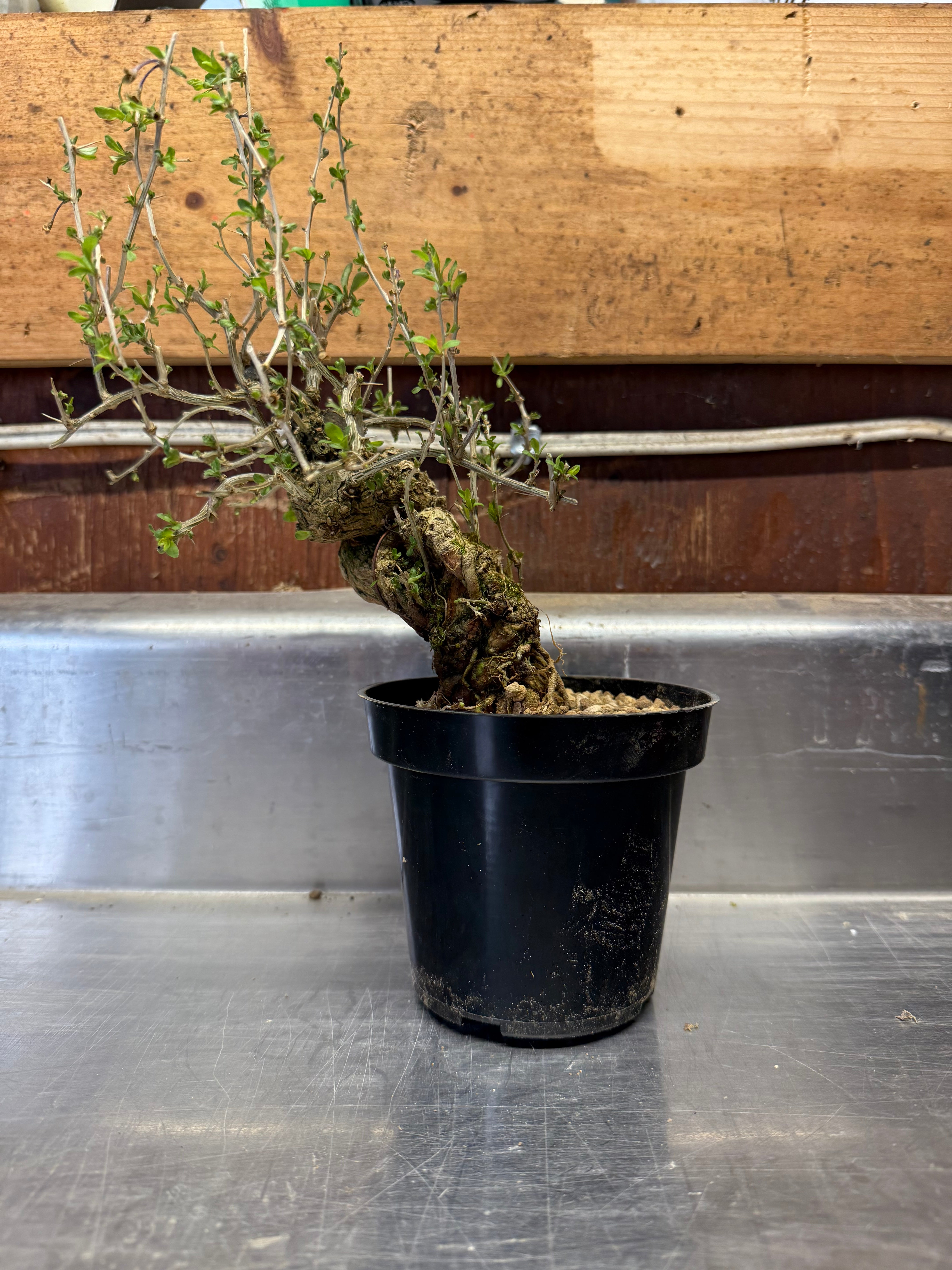 Lycium chinense
