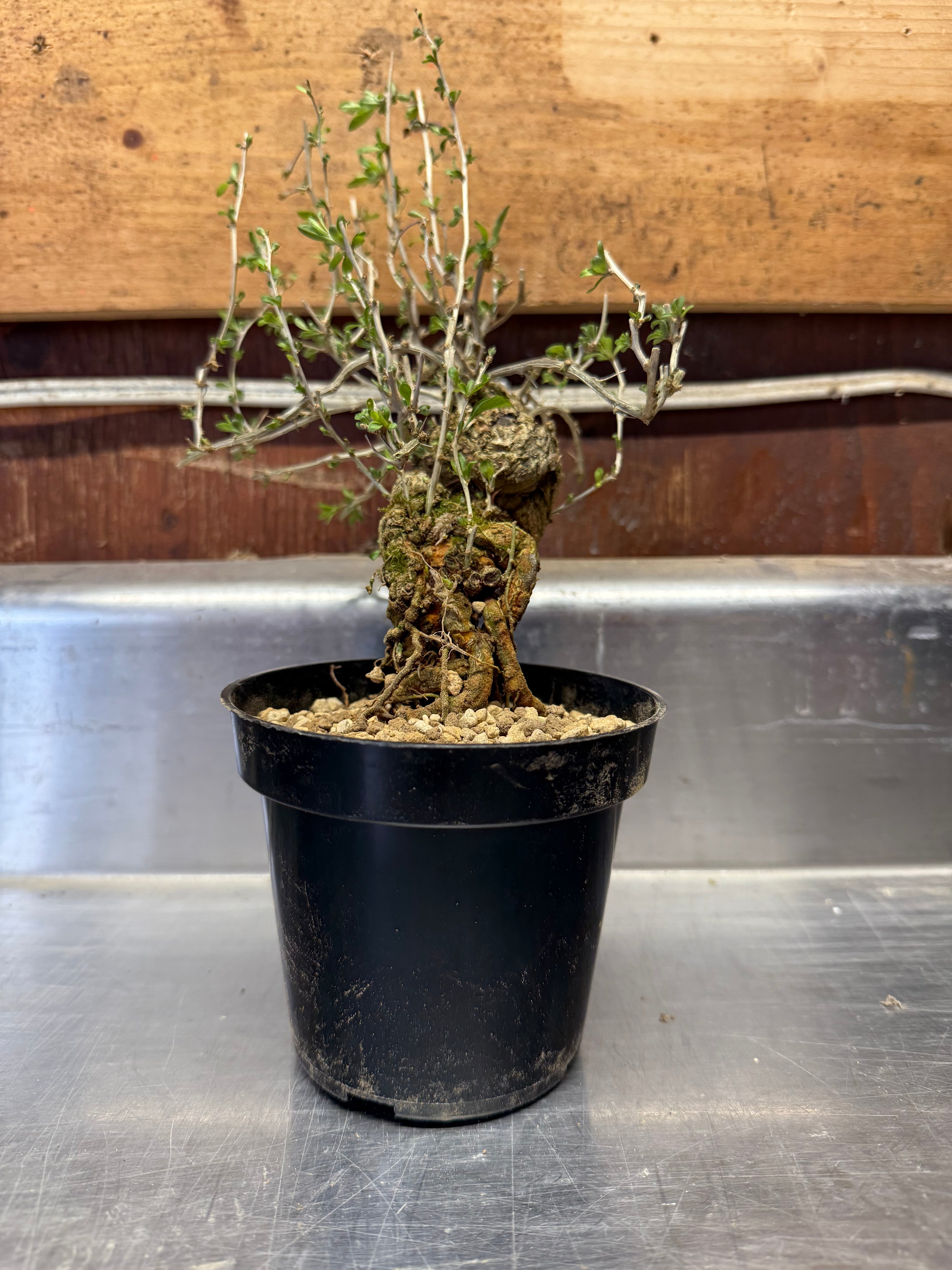 Lycium chinense