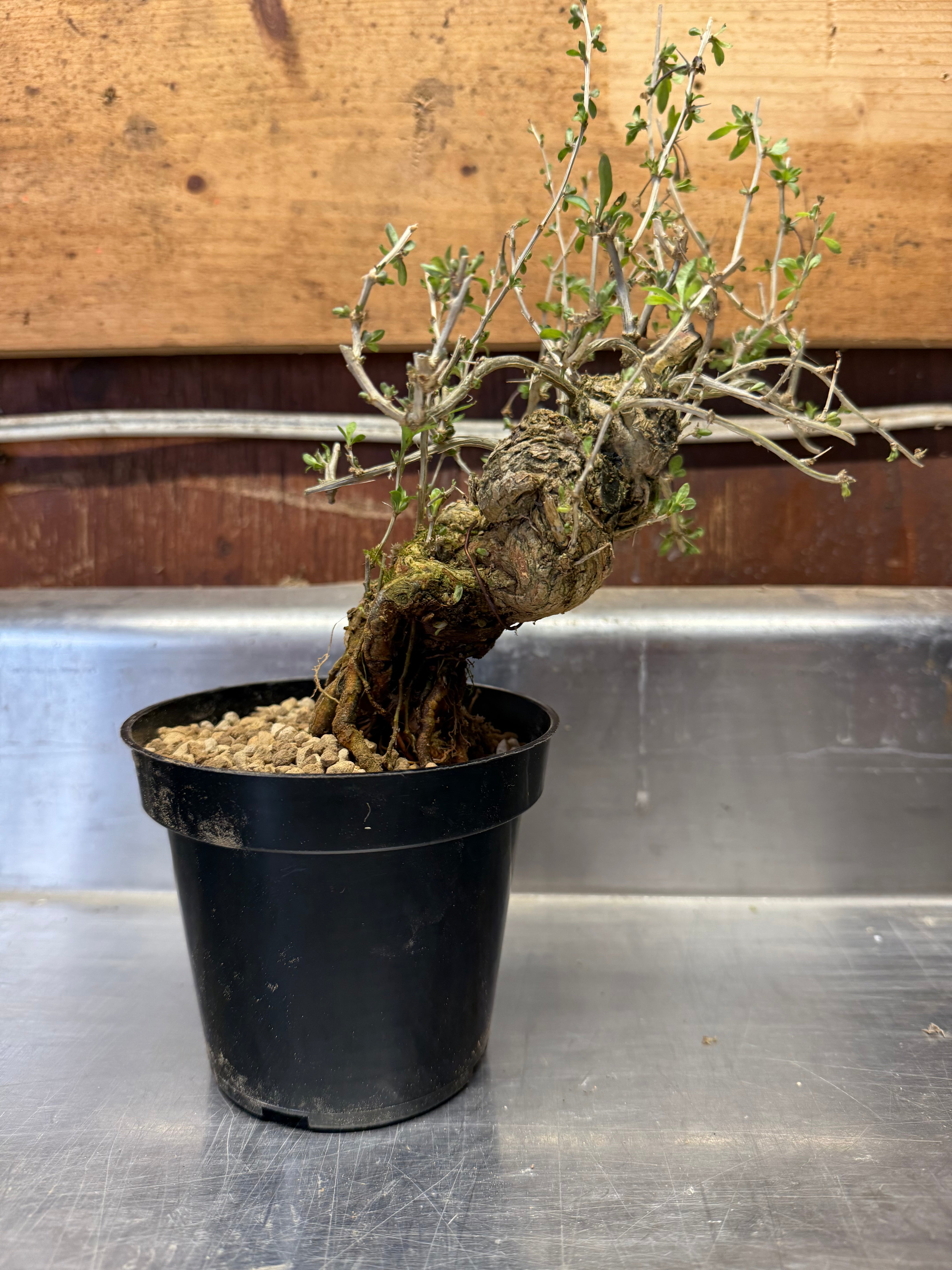 Lycium chinense