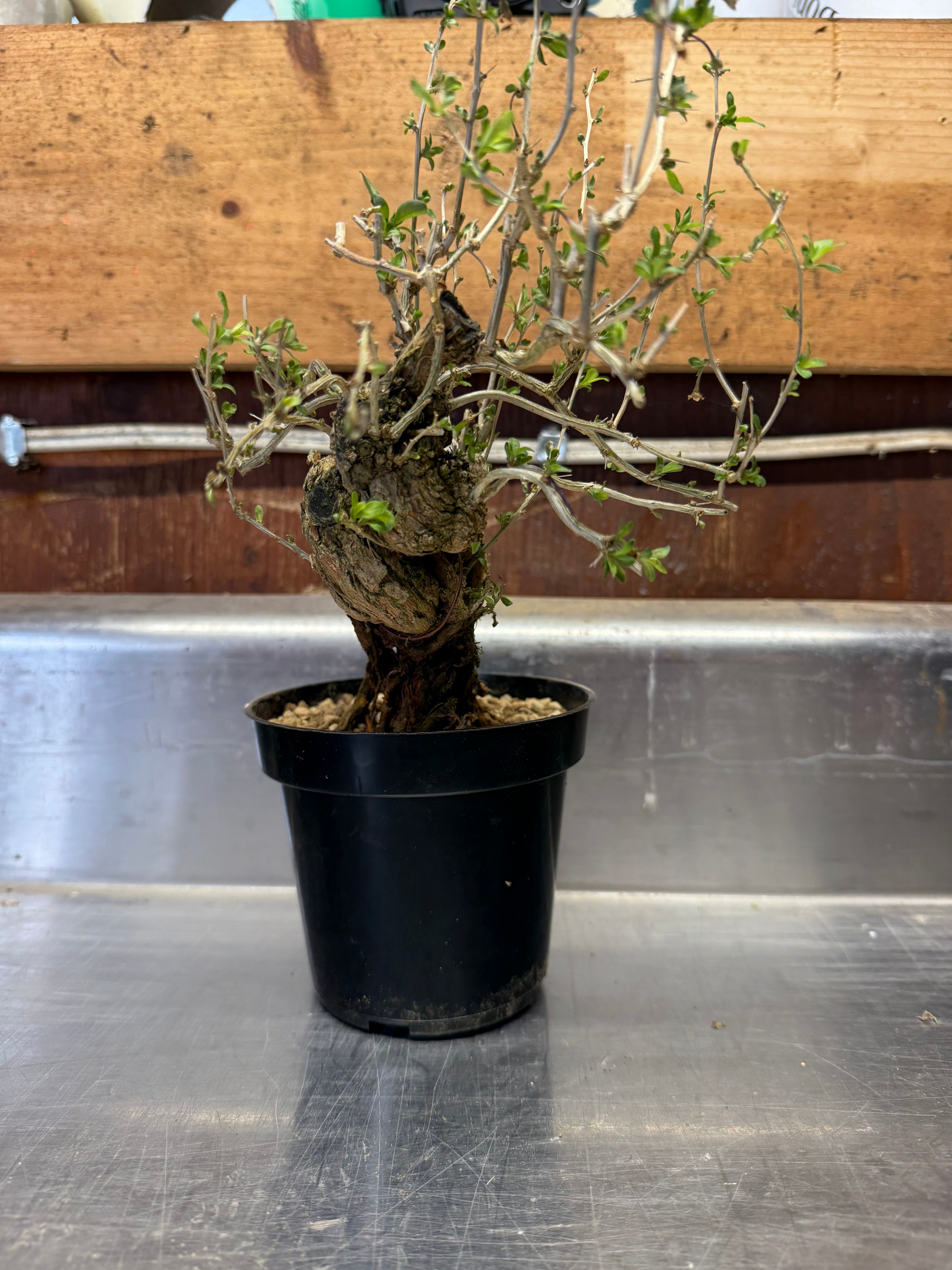 Lycium chinense