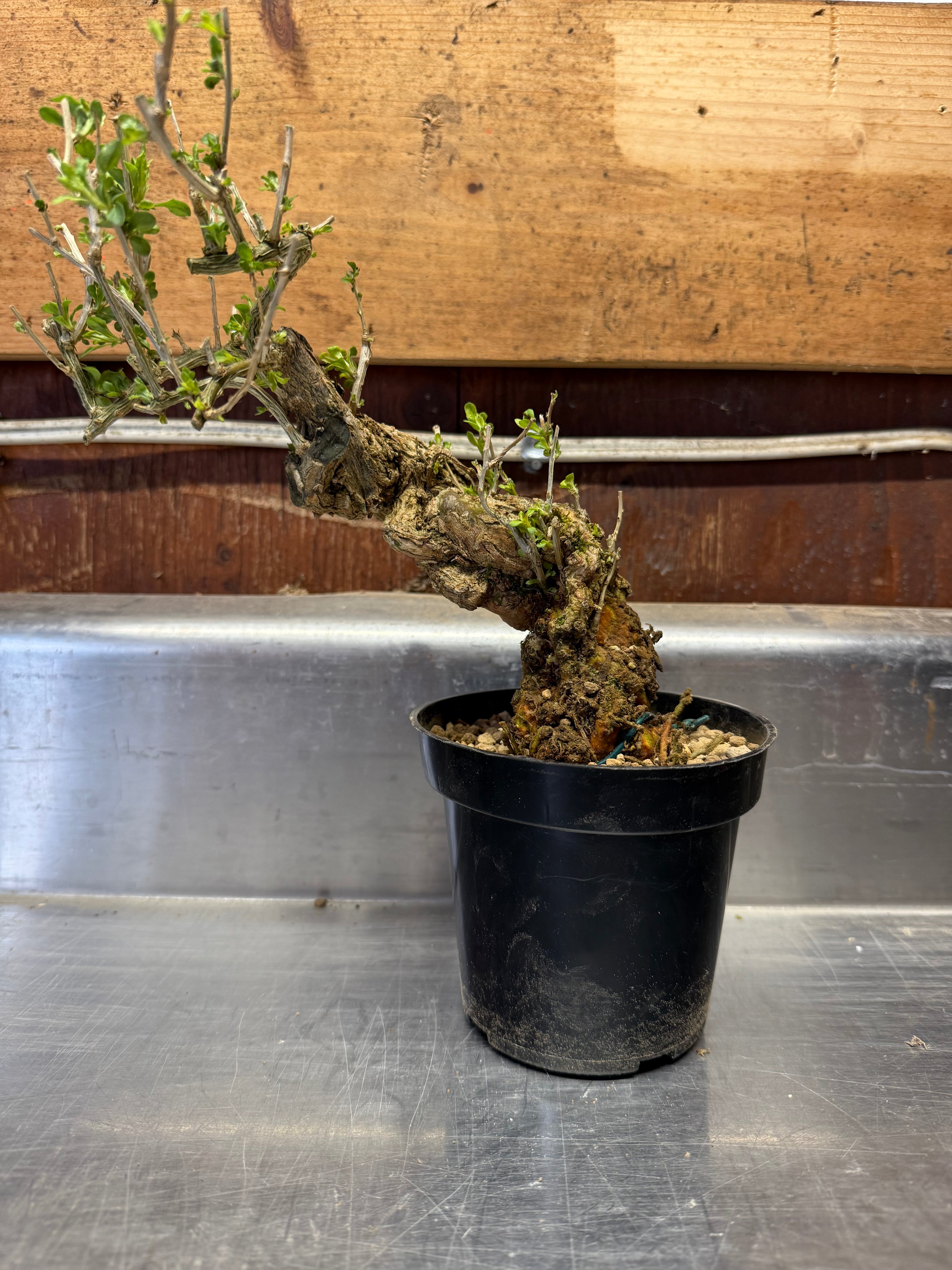 Lycium chinense