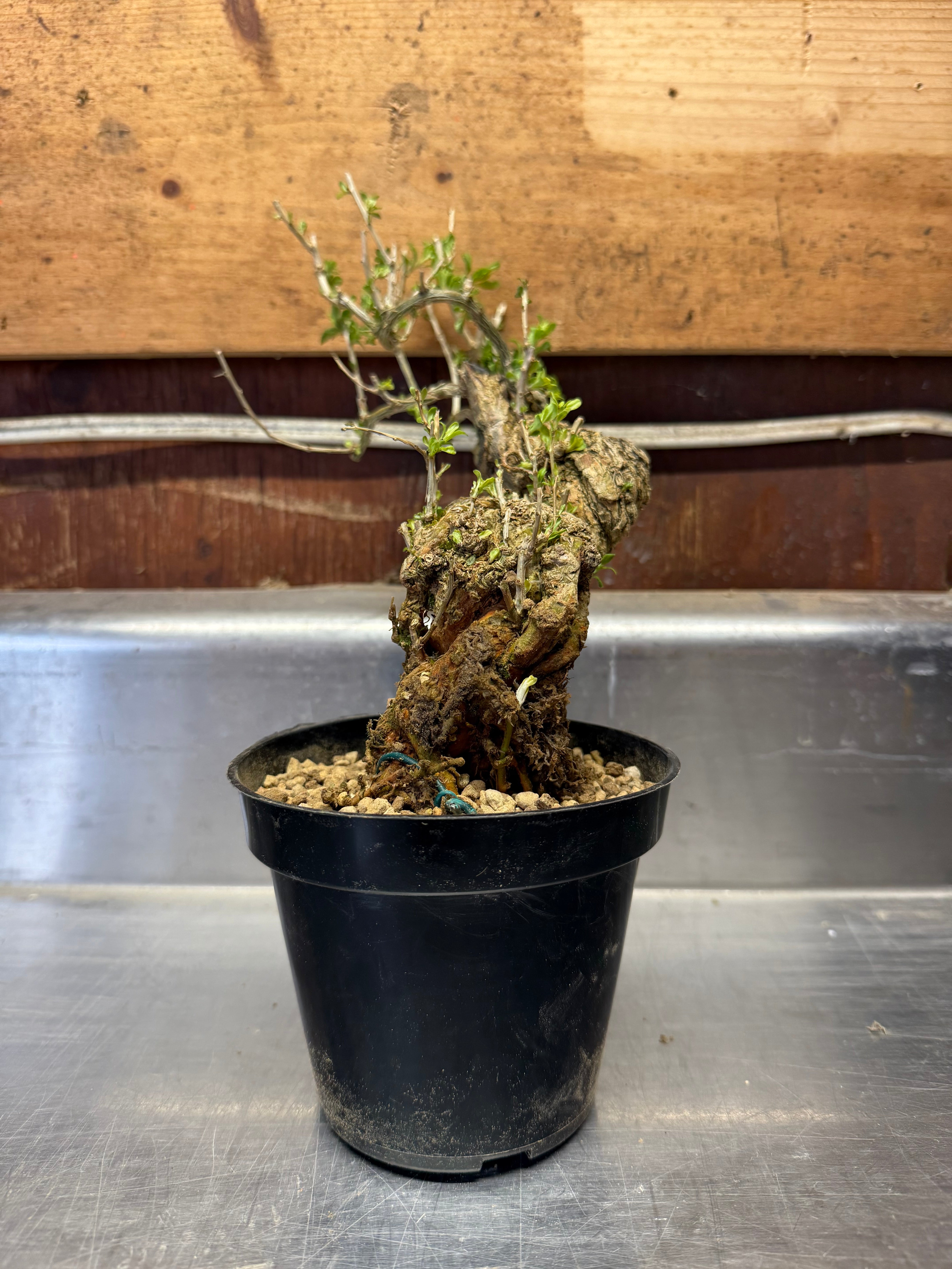 Lycium chinense