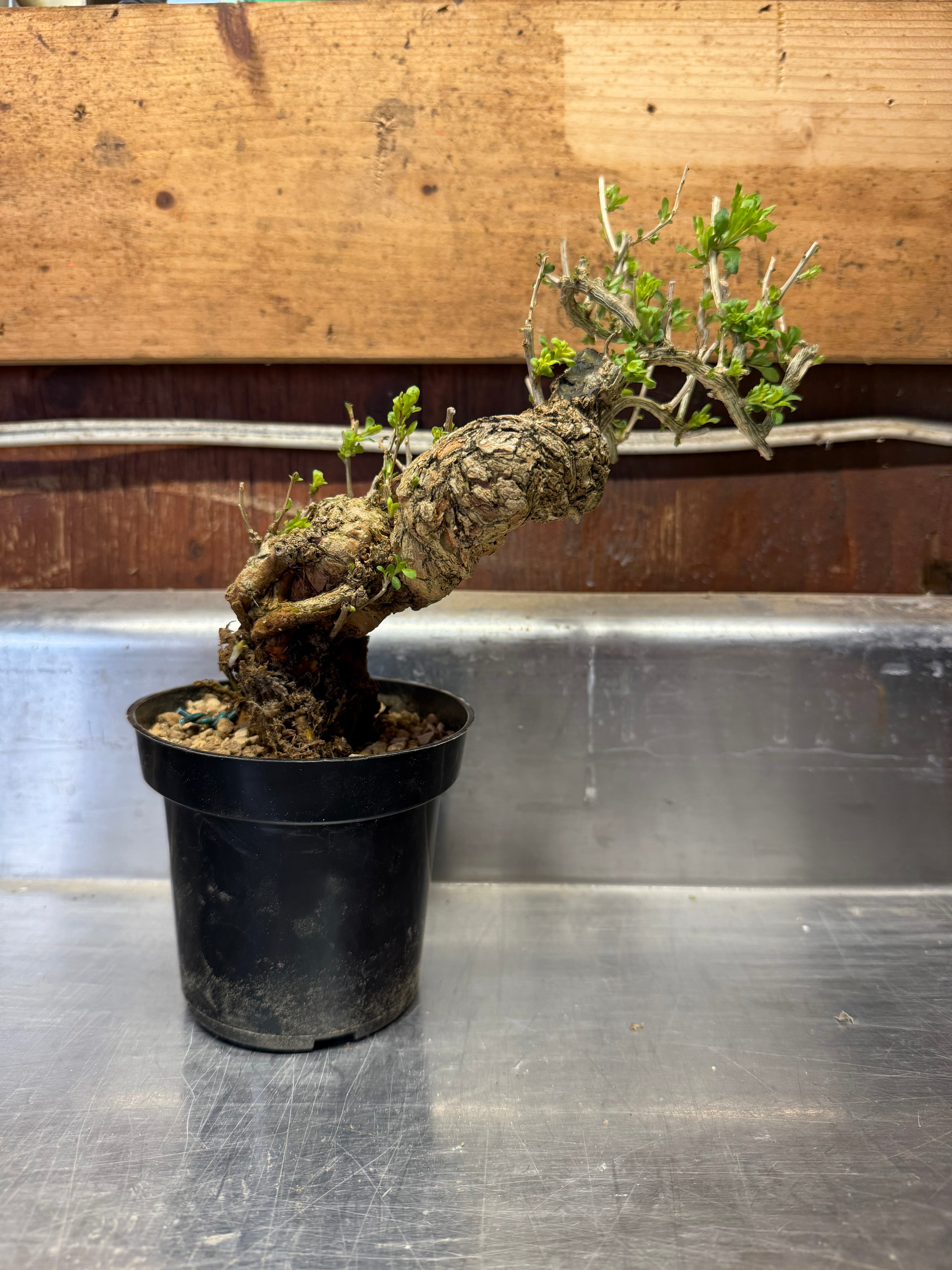 Lycium chinense
