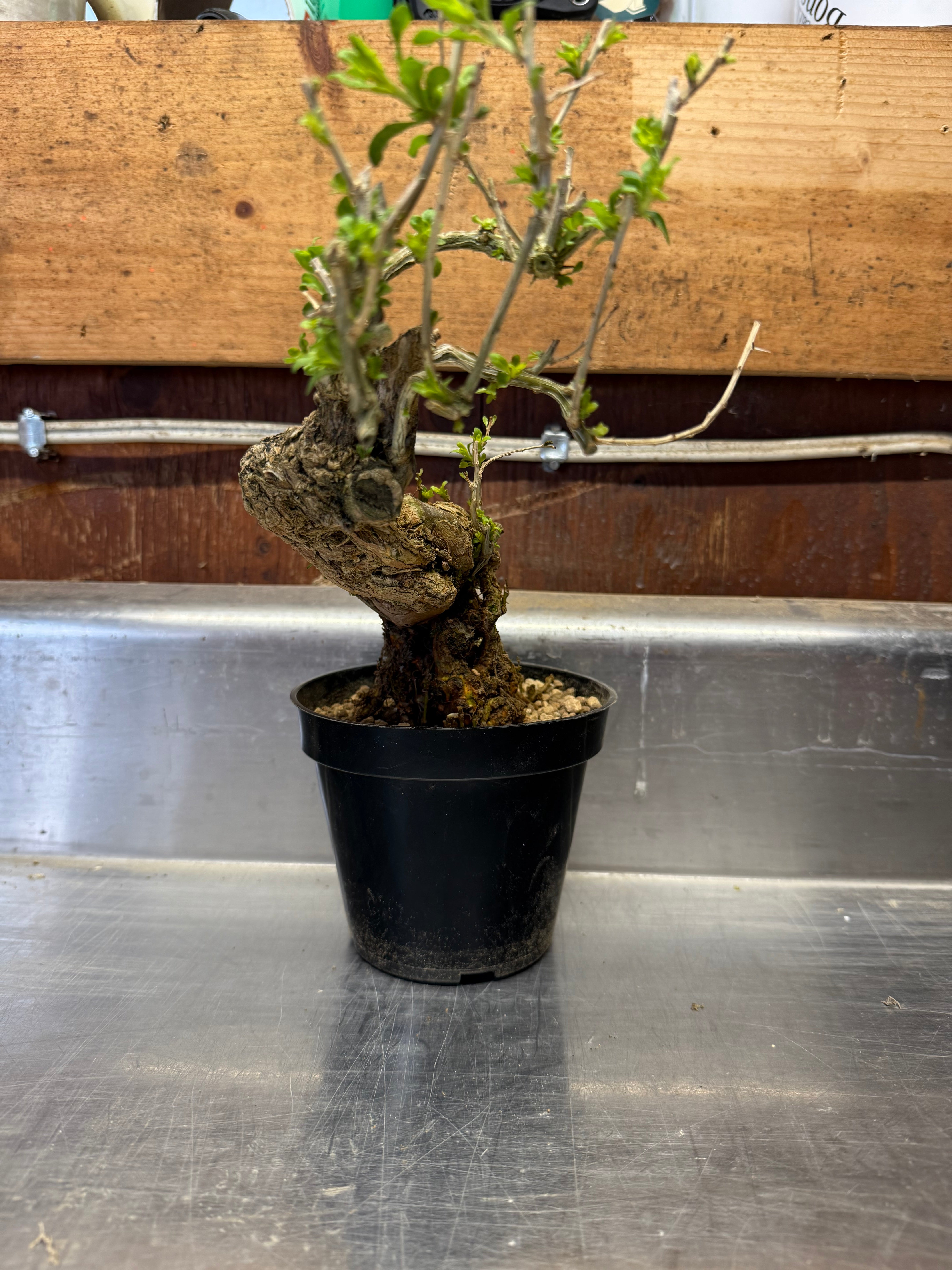 Lycium chinense