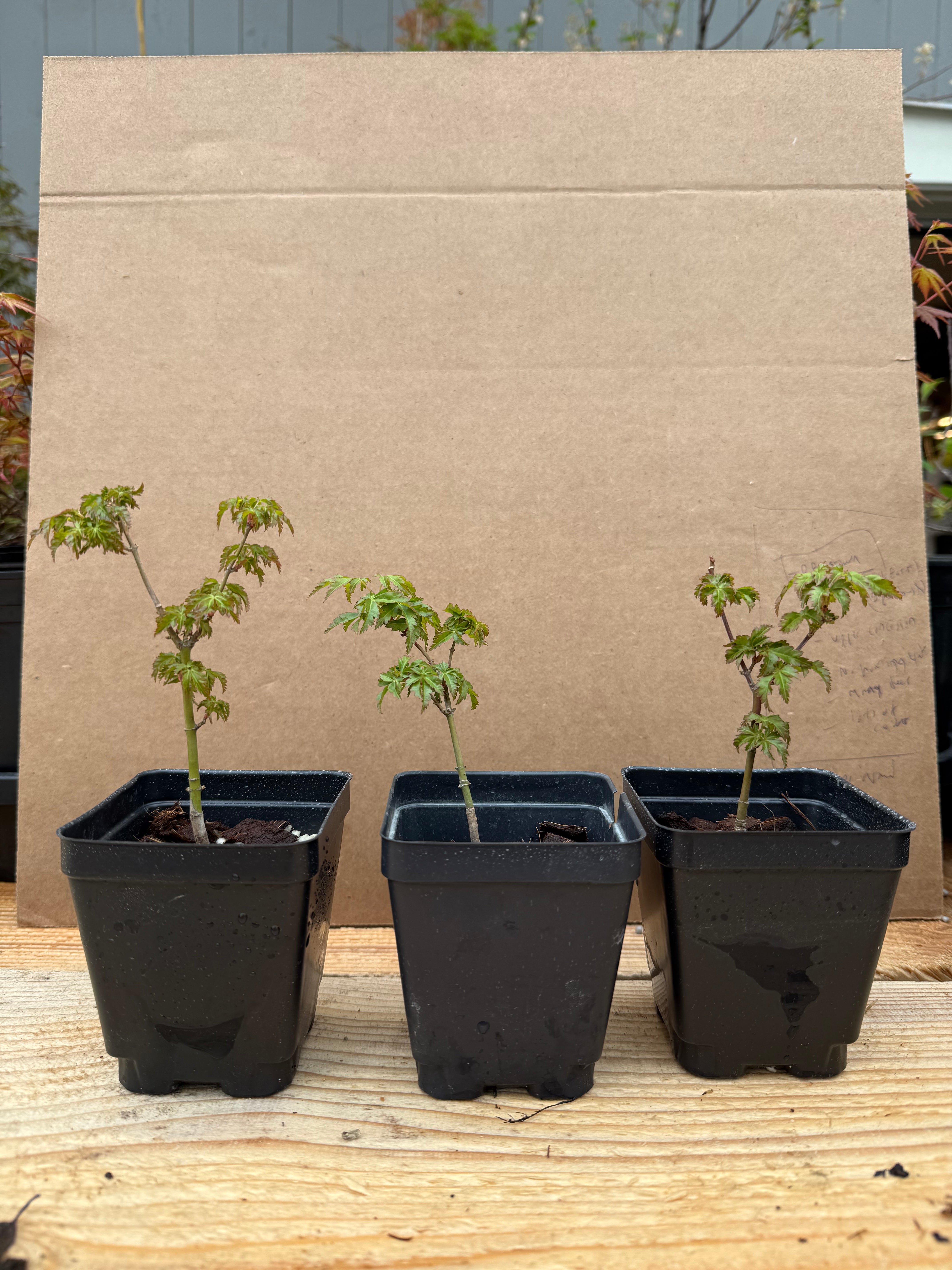 Acer palmatum 'Shishigashira'