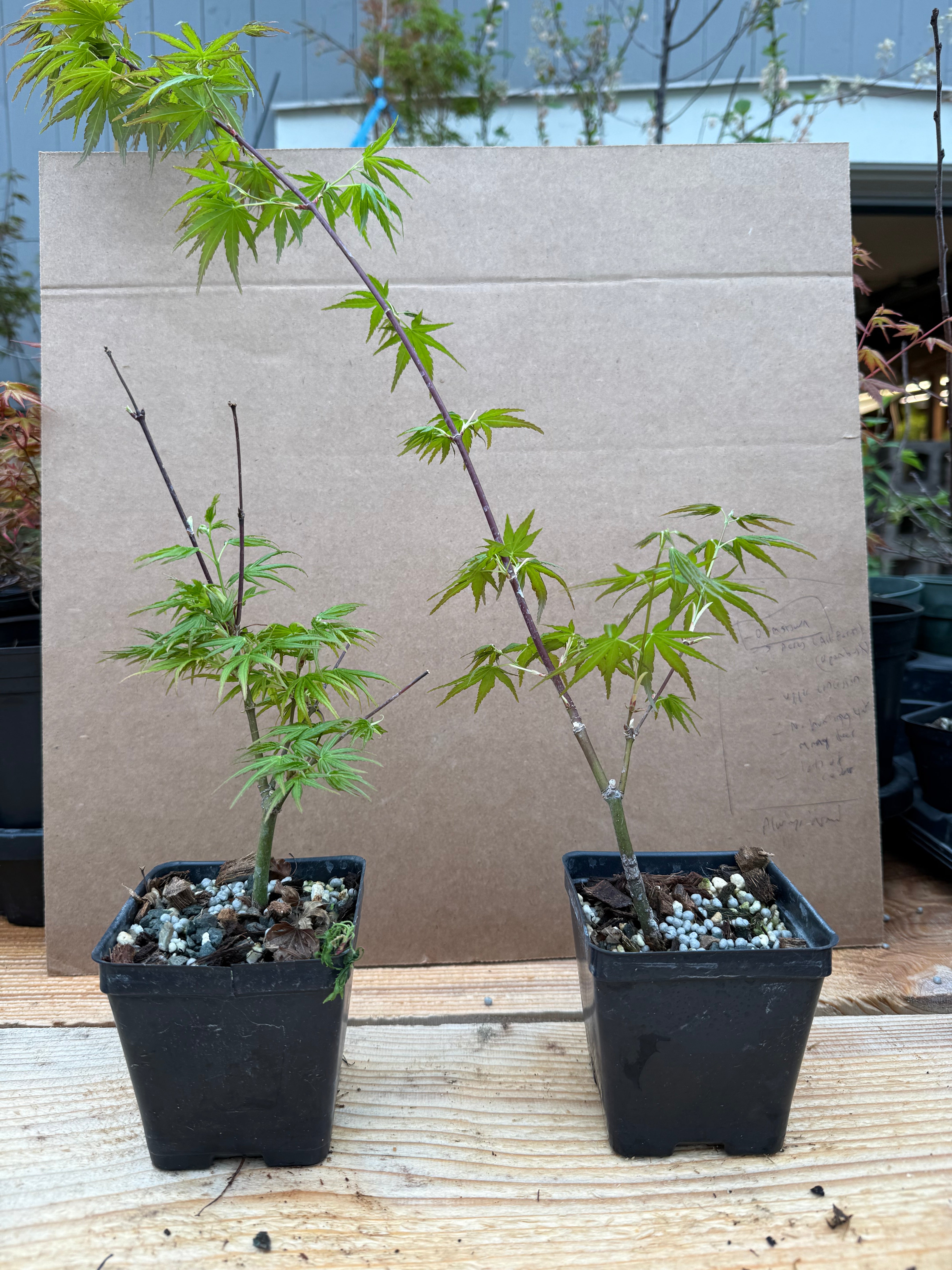Acer palmatum 'Chishio Improved'