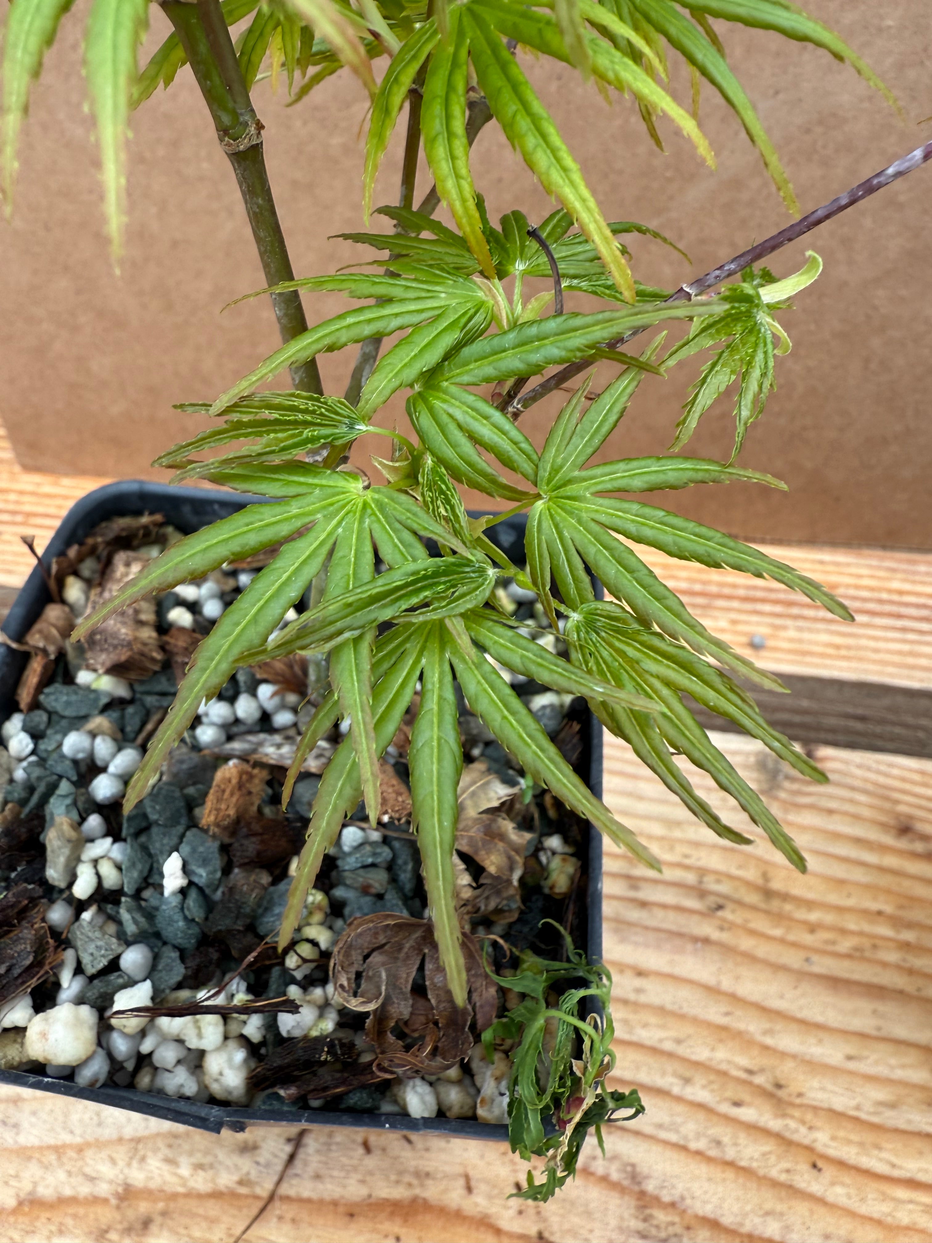 Acer palmatum 'Chishio Improved'