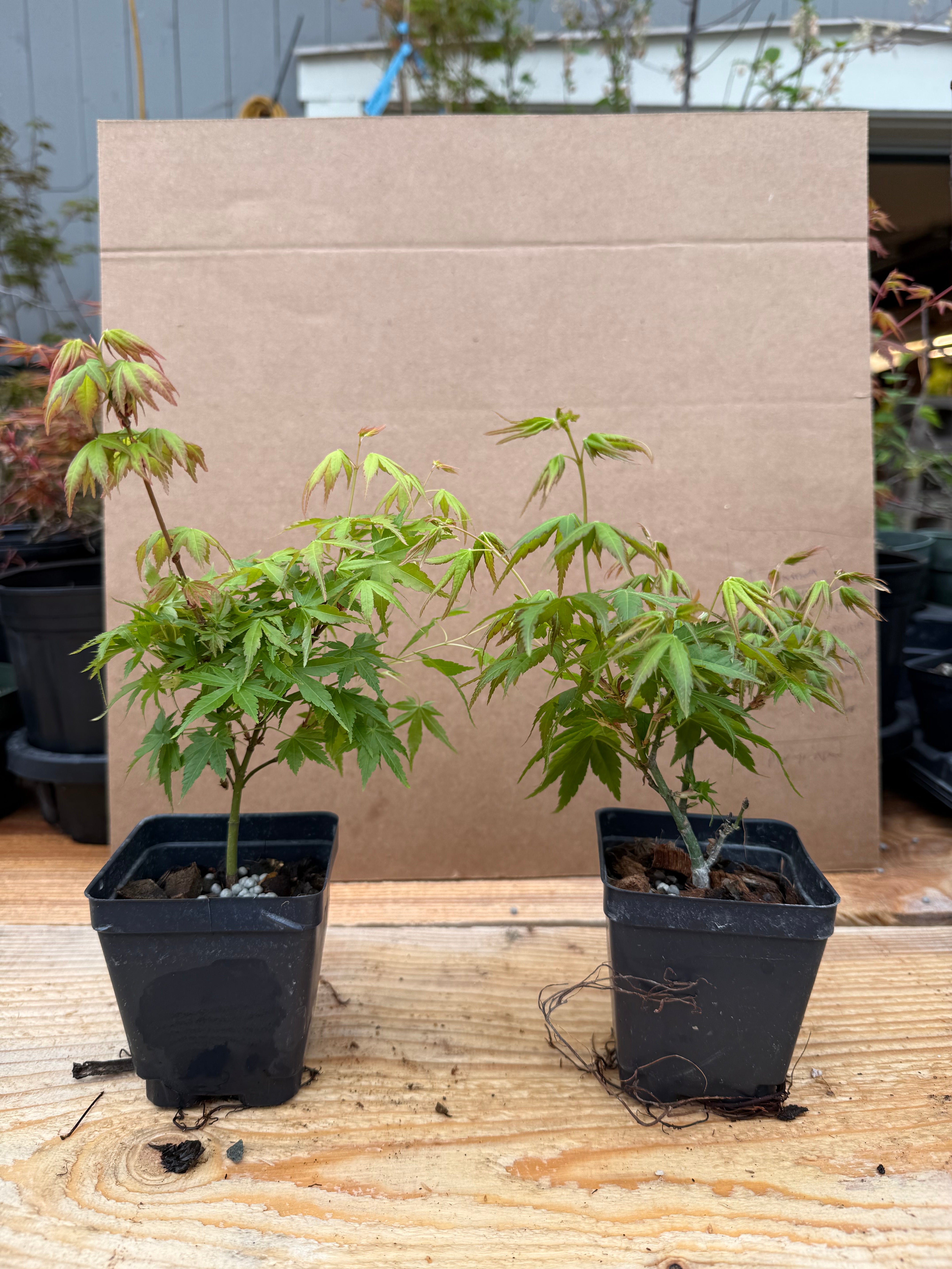 Acer palmatum 'Kashima'