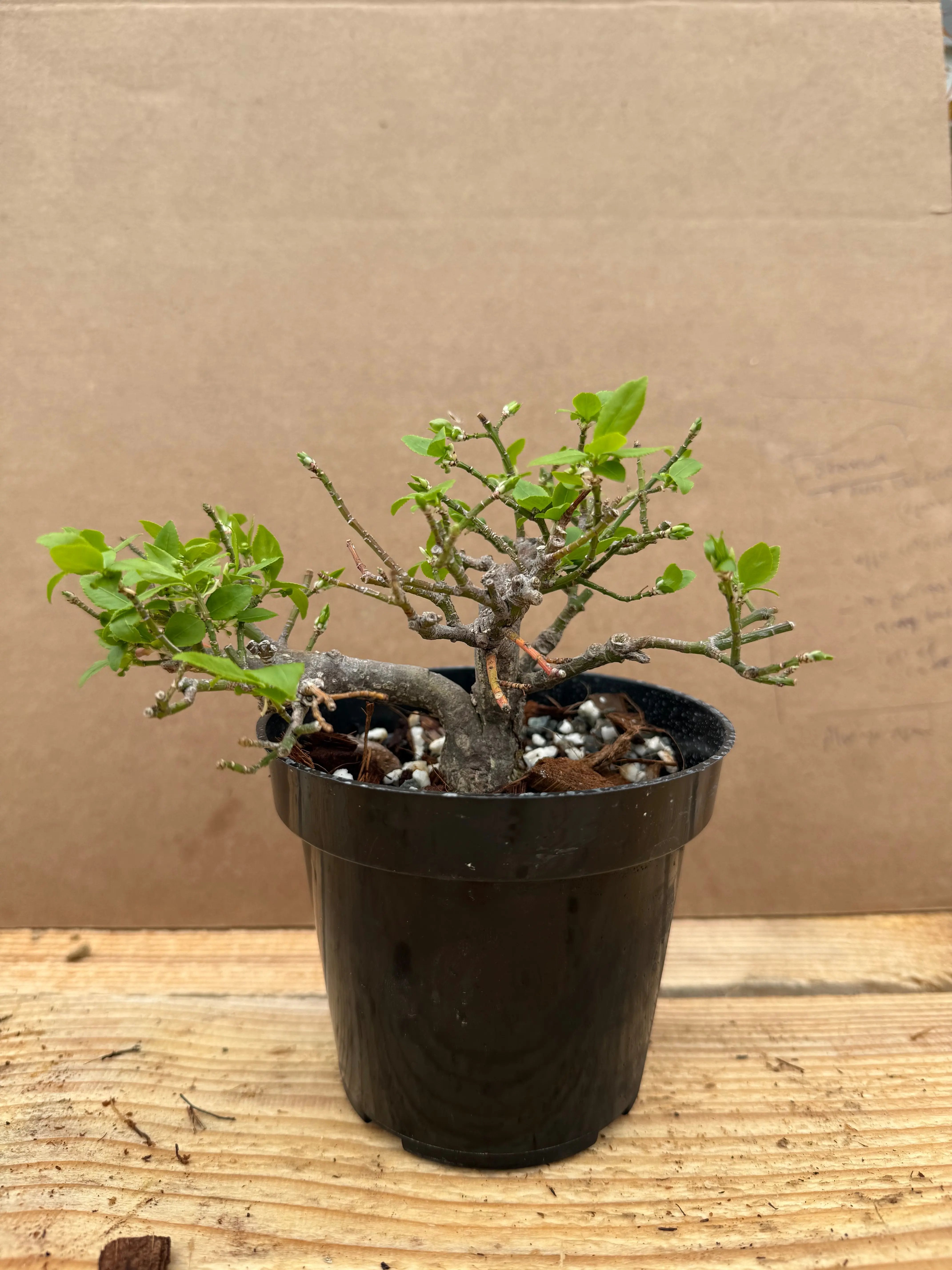 Euonymus Canada Bonsai