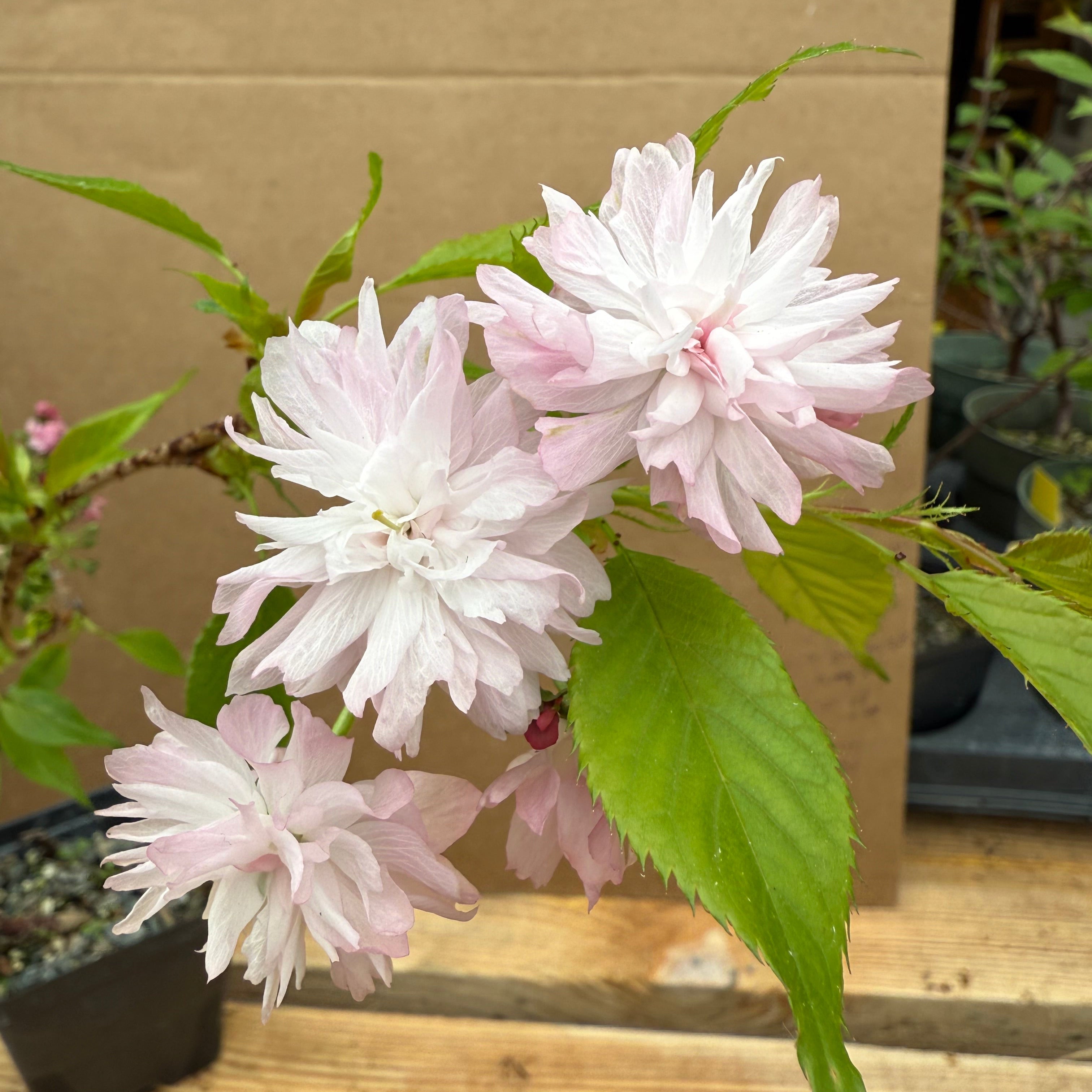 Prunus serrulata 'Kiku Shidare'