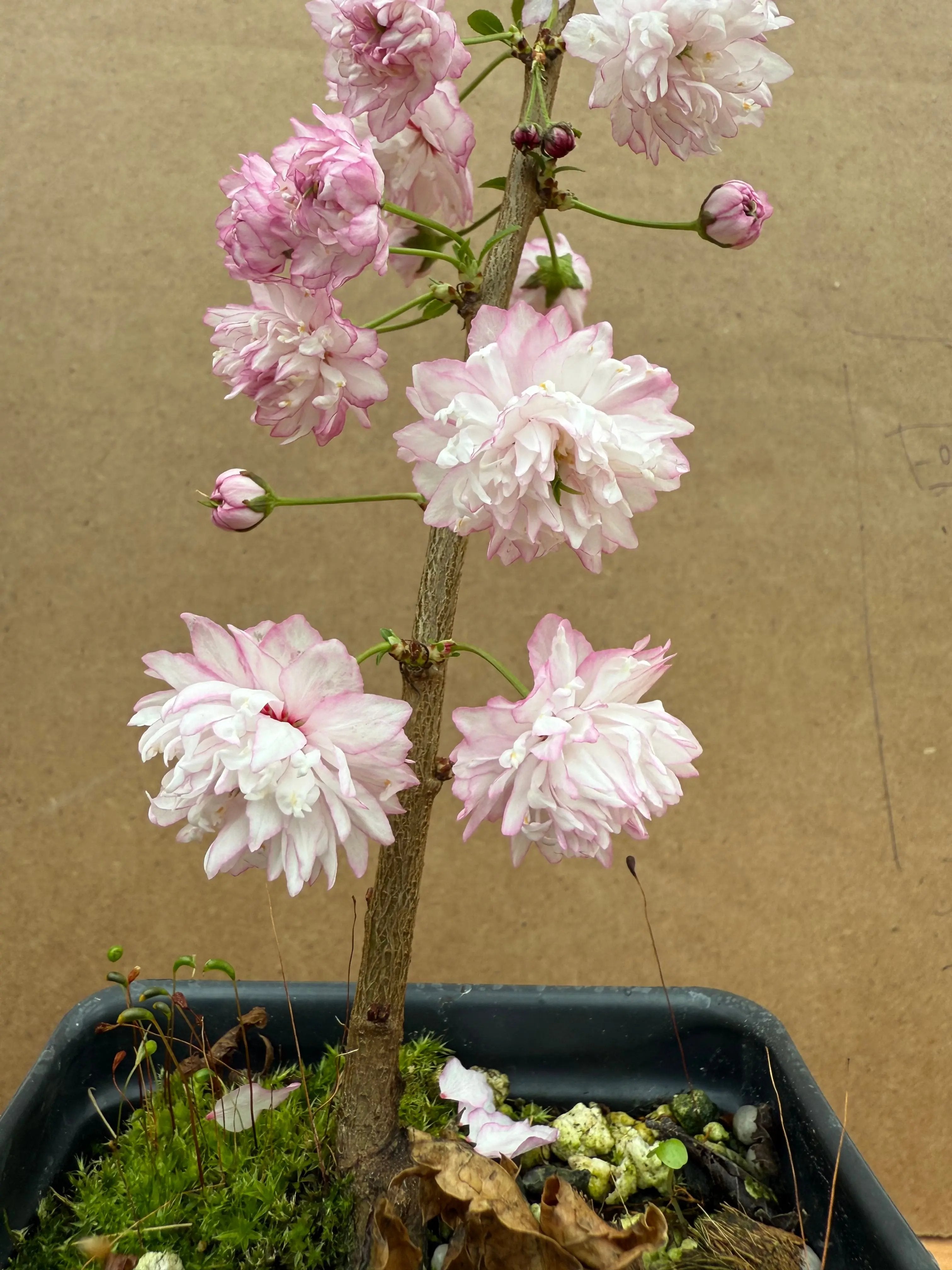 Prunus glandulosa Canada Bonsai