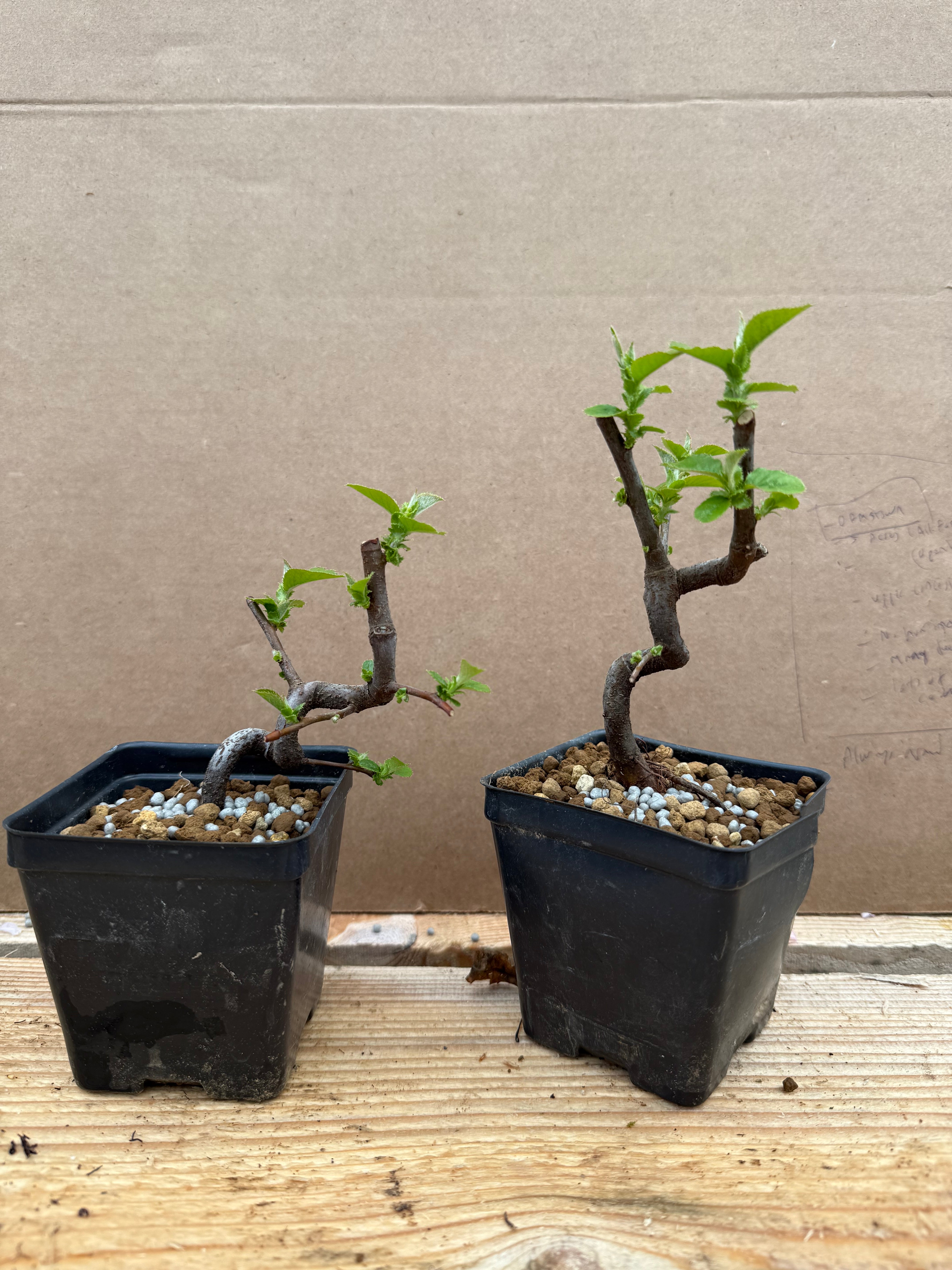 Pseudocydonia sinensis (dwarf strain)