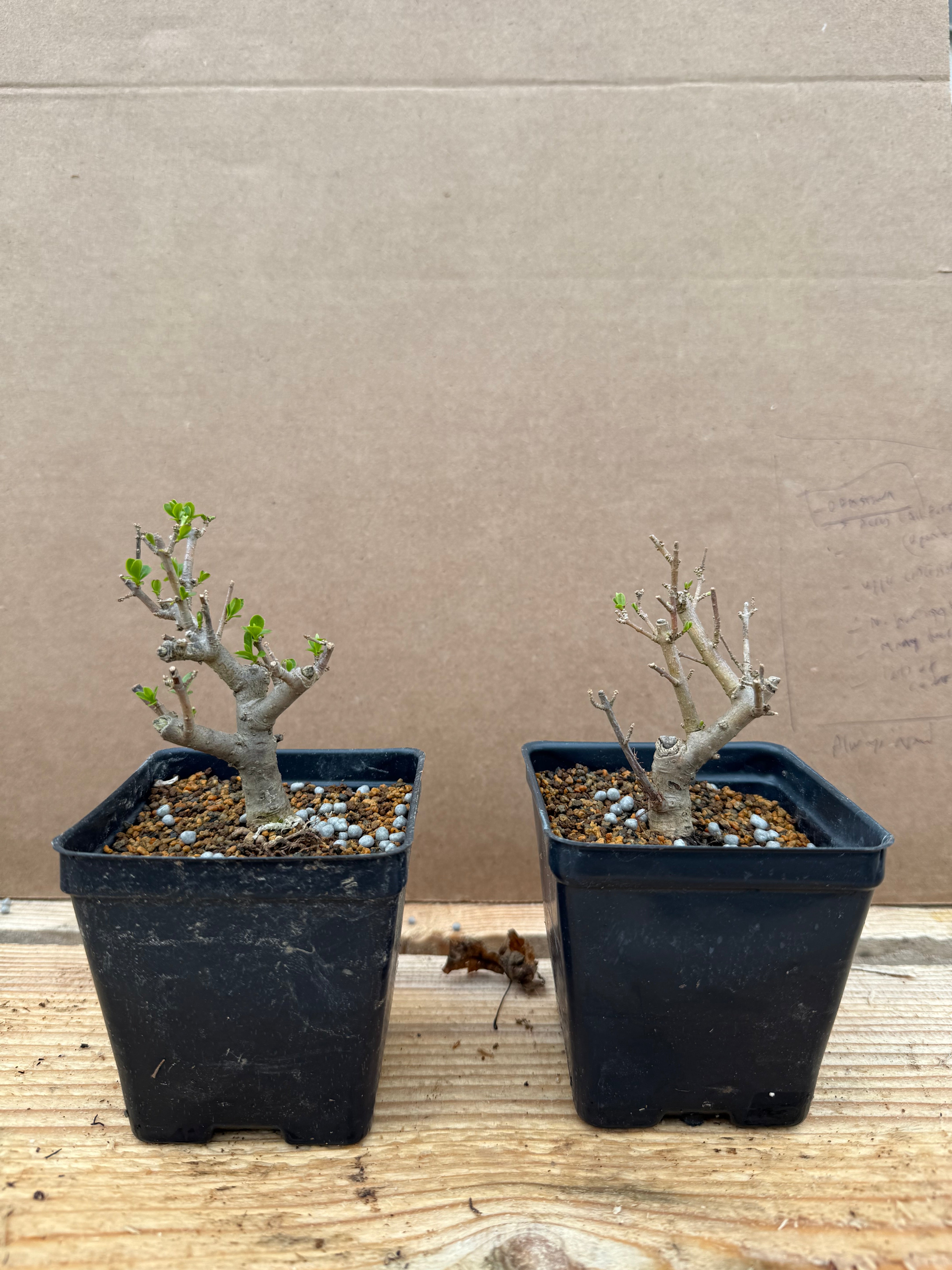 Ligustrum obtusifolium