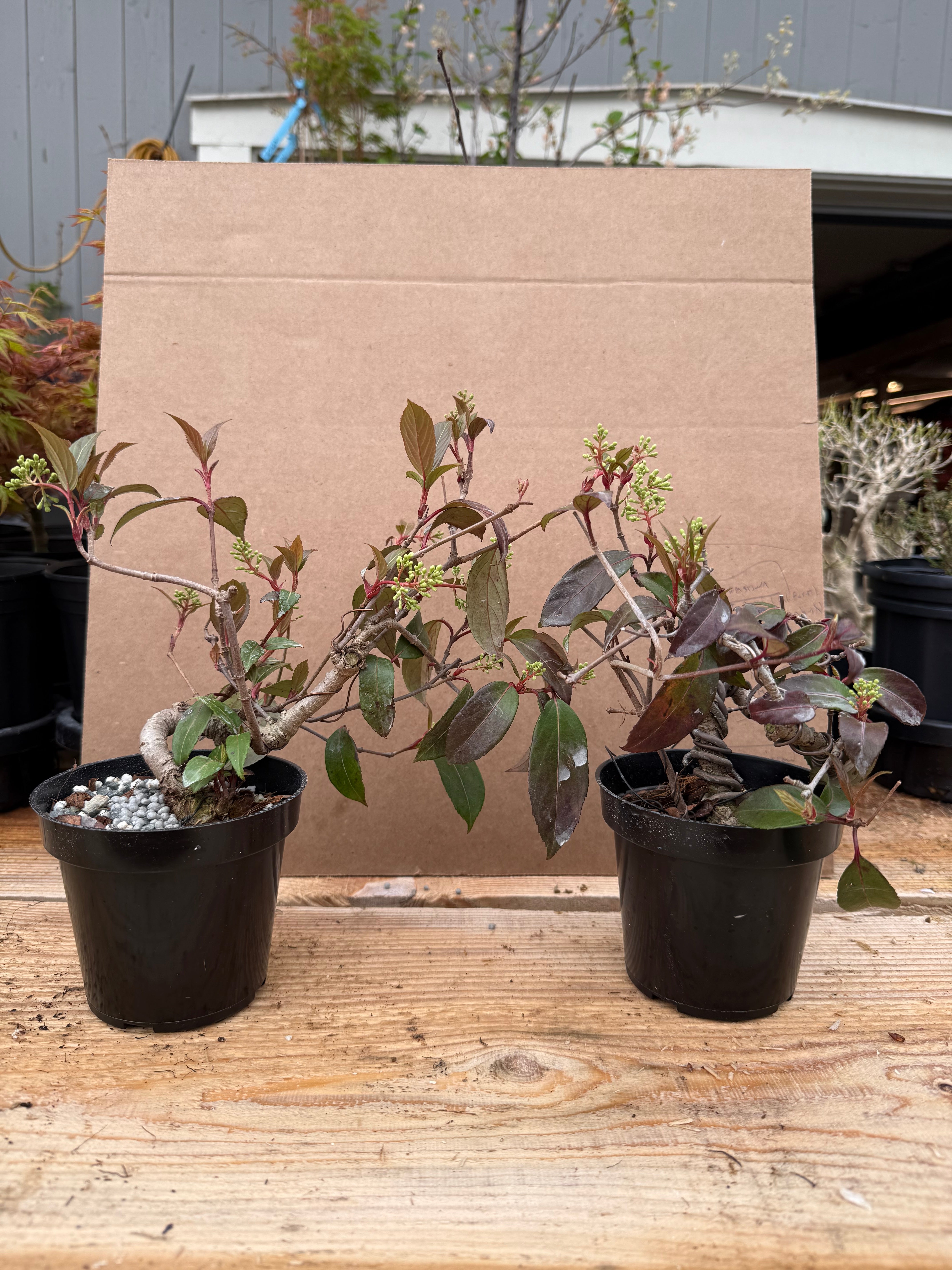 Kadsura japonica