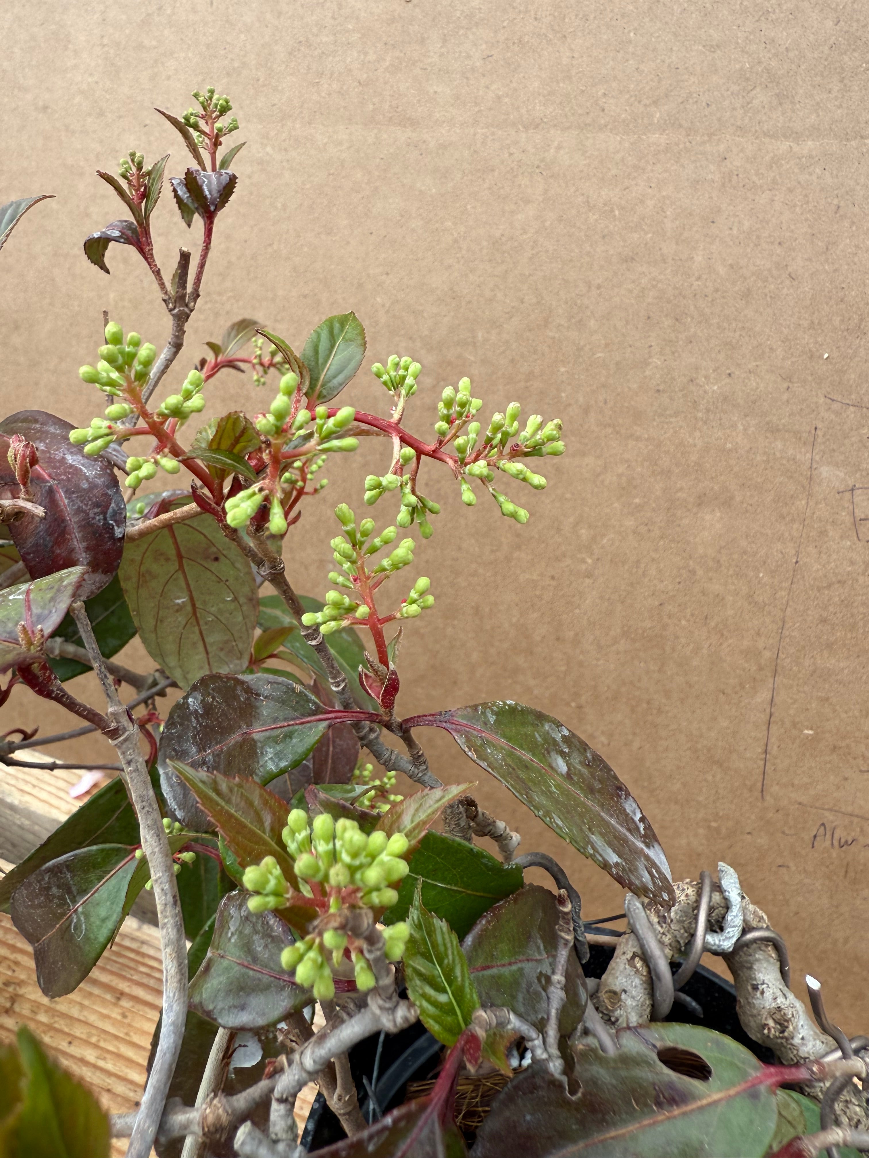 Kadsura japonica