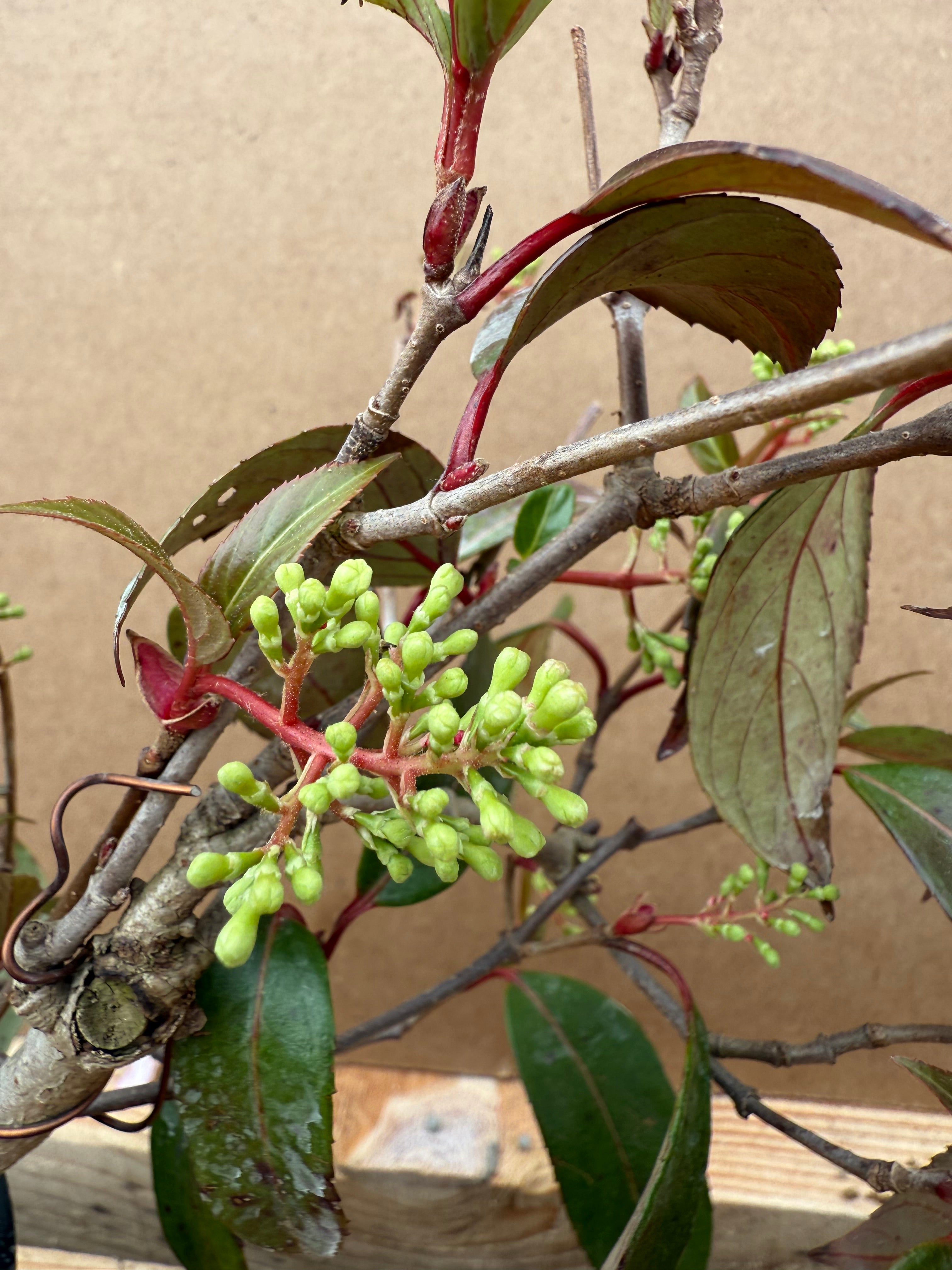 Kadsura japonica