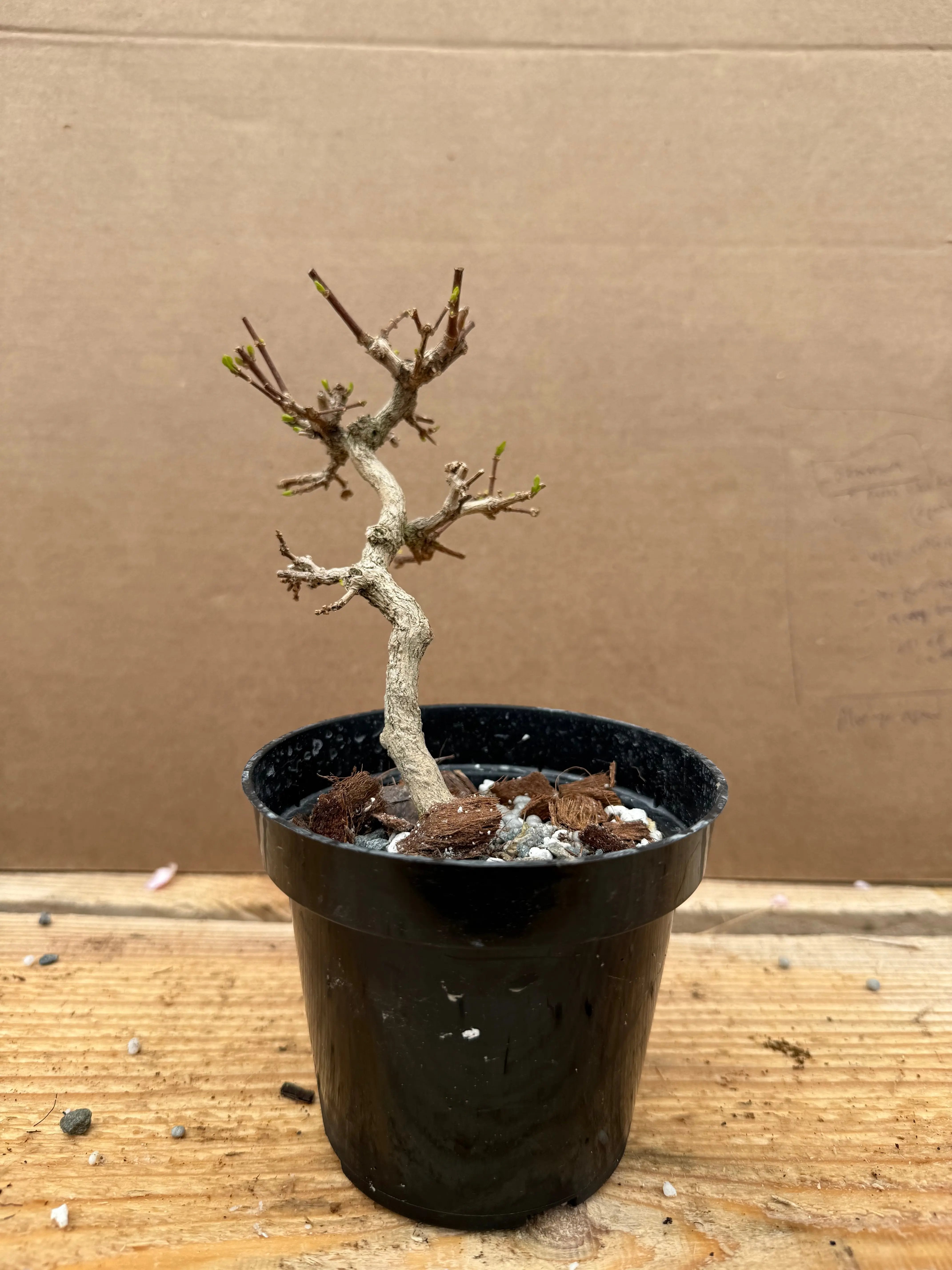 Premna japonica (large) Canada Bonsai