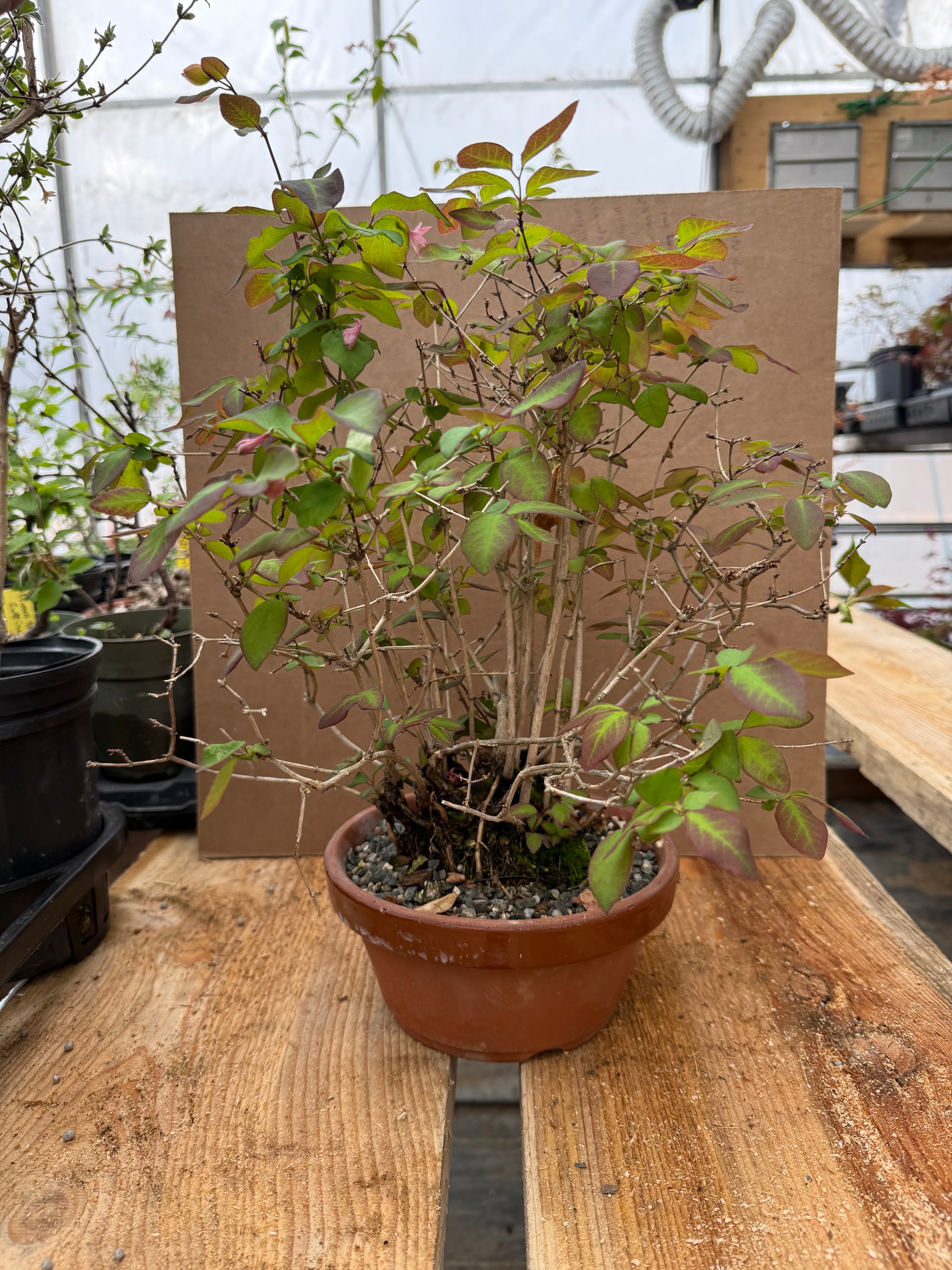 Lonicera gracilipes 'Miyama'