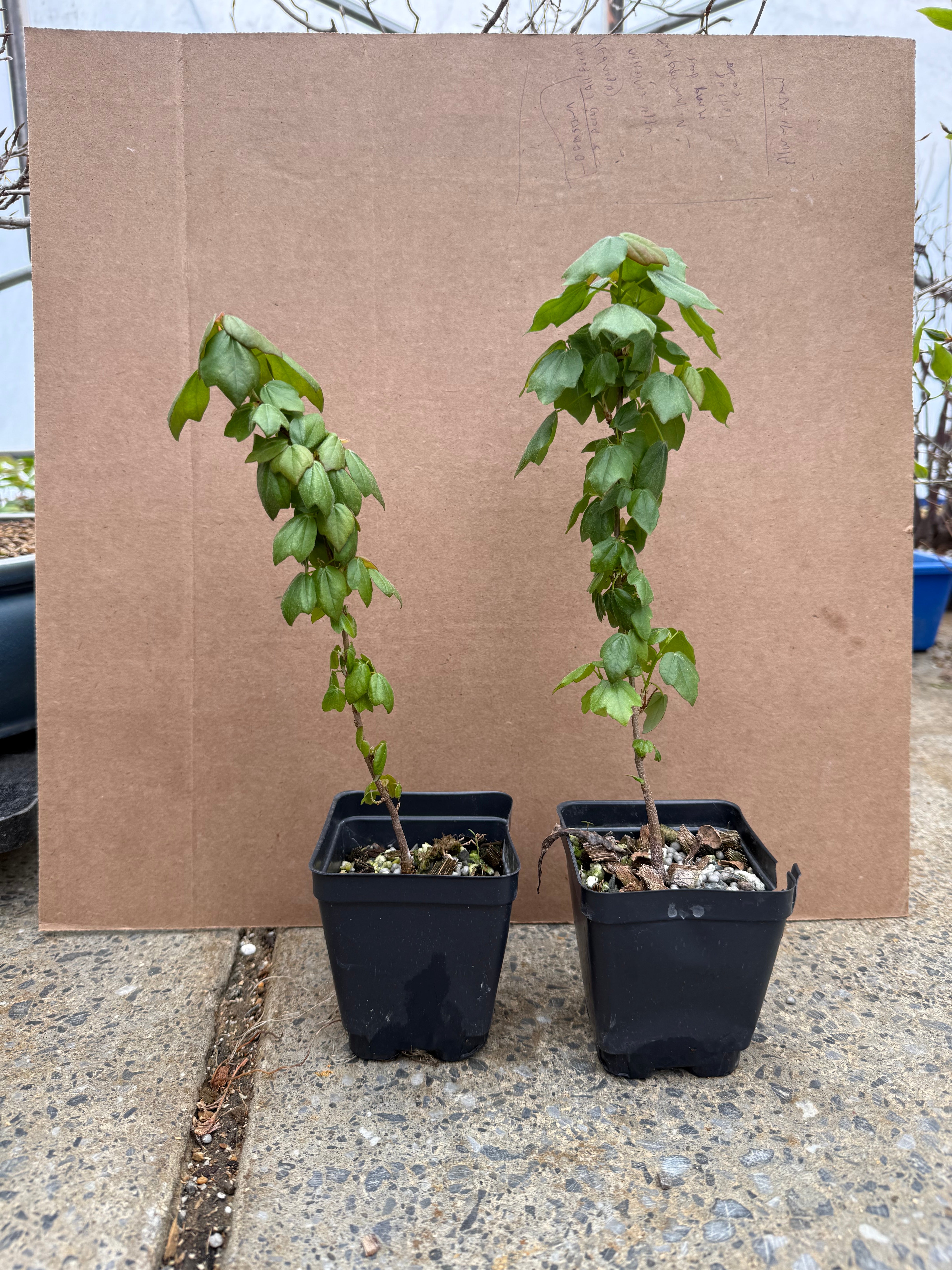 Acer buergerianum (standard)