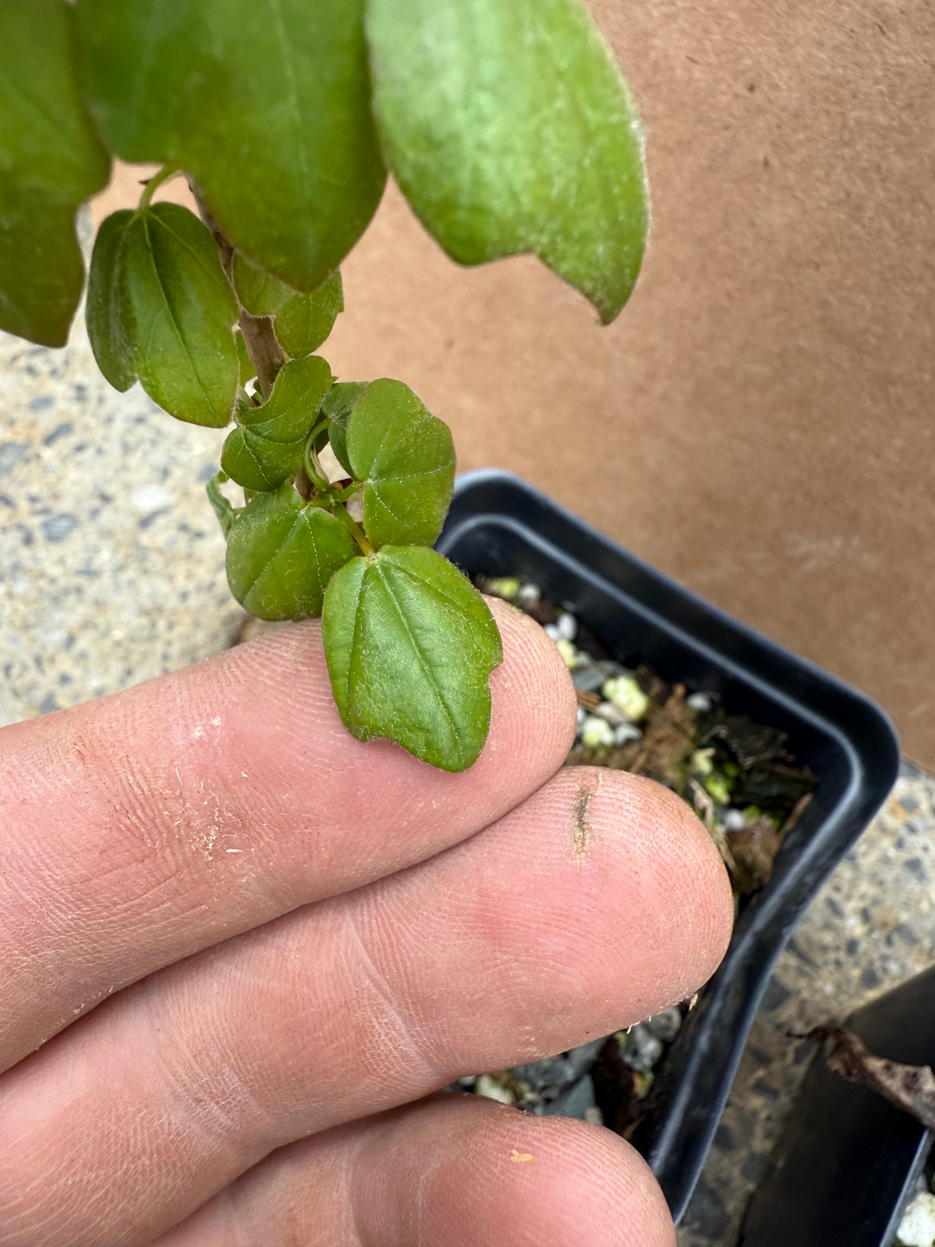 Acer buergerianum (standard)