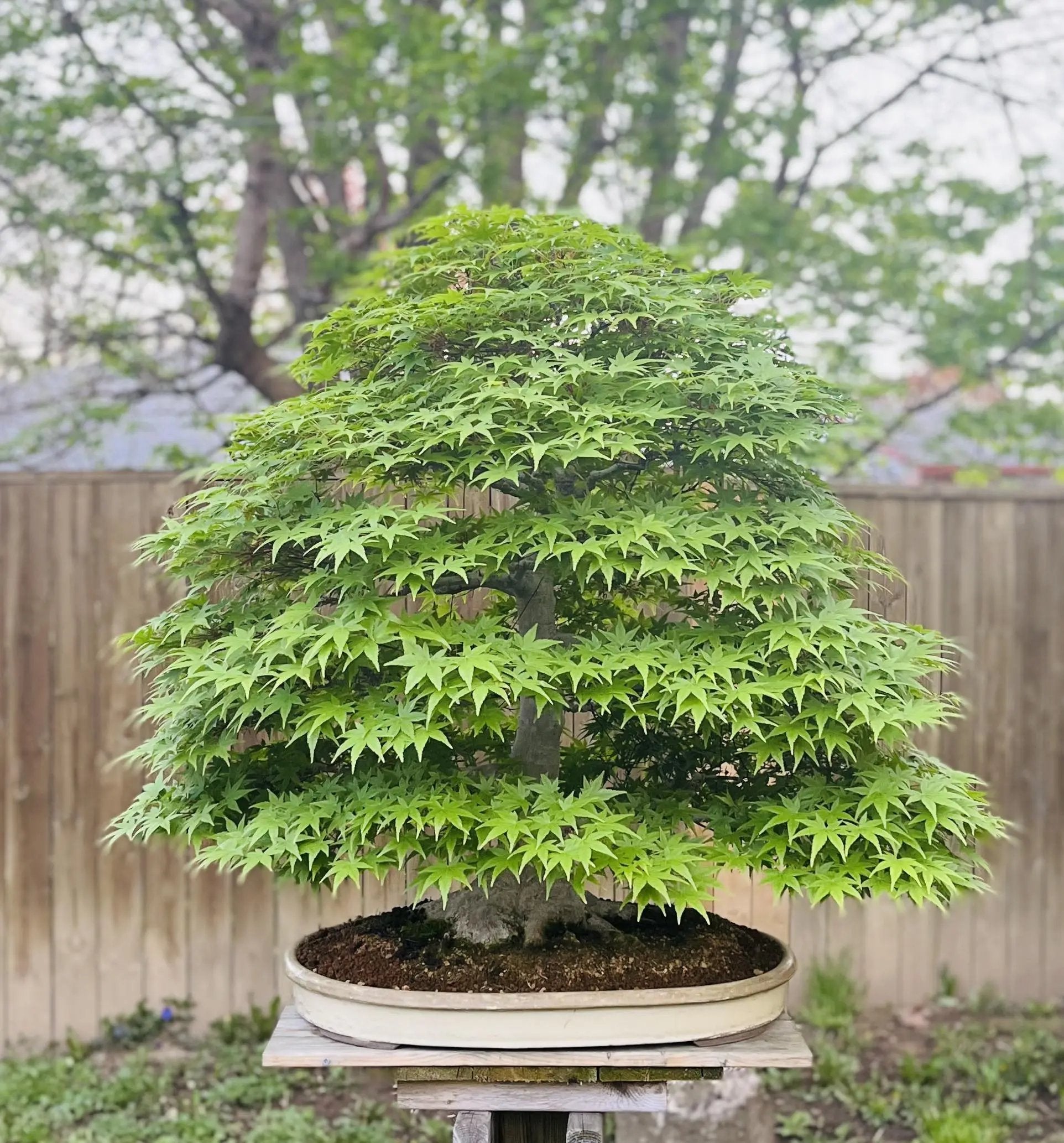 Acer palmatum Canada Bonsai