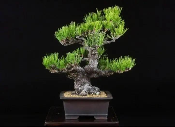 Pinus thunbergii Canada Bonsai