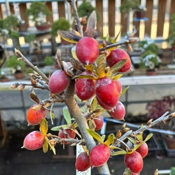 Diospyros rhombifolia (root cutting) 'Kurenai Yumeko'