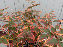 LINDERA glauca