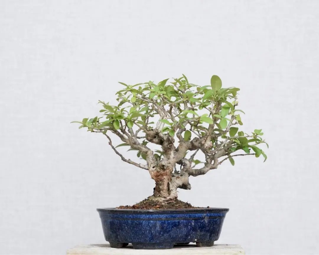 Ligustrum obtusifolium Canada Bonsai