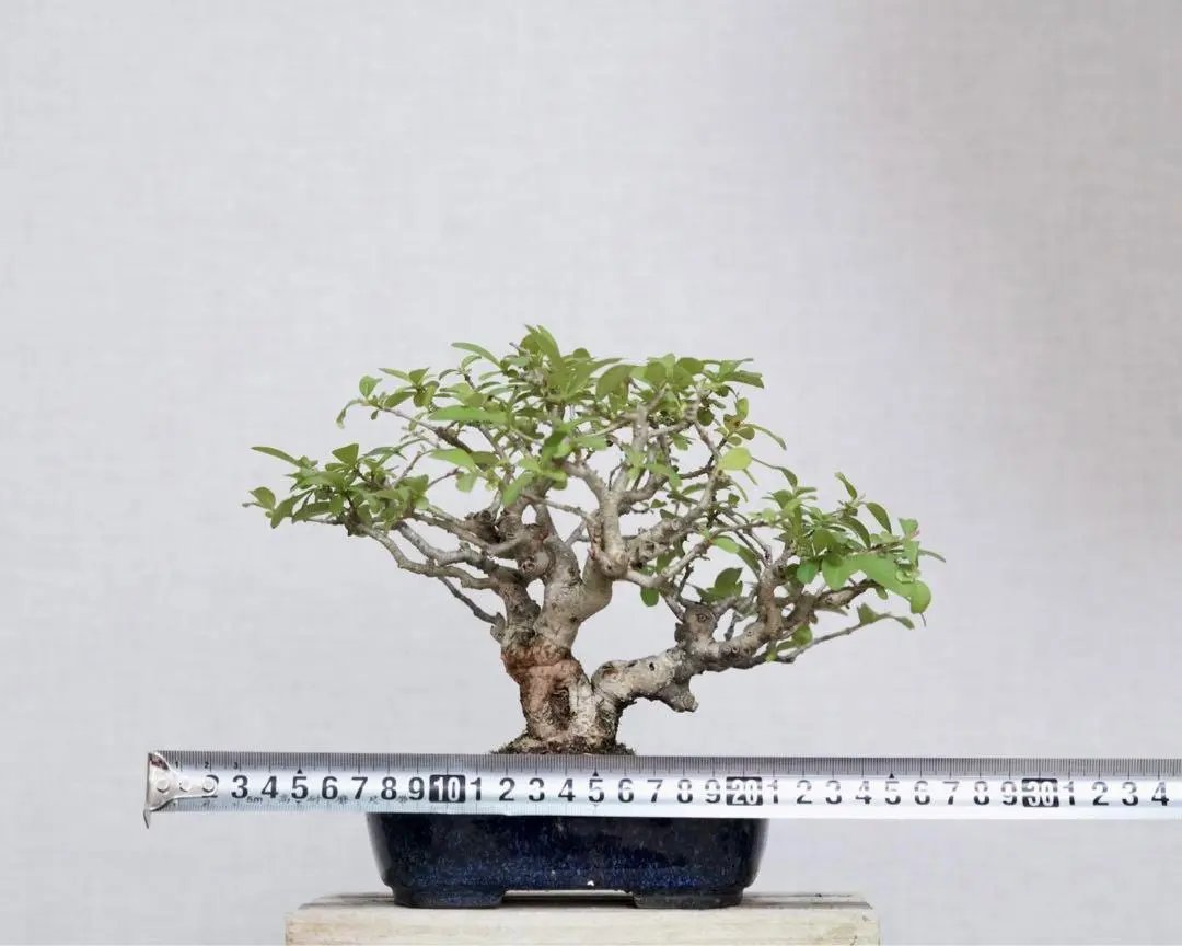 Ligustrum obtusifolium Canada Bonsai