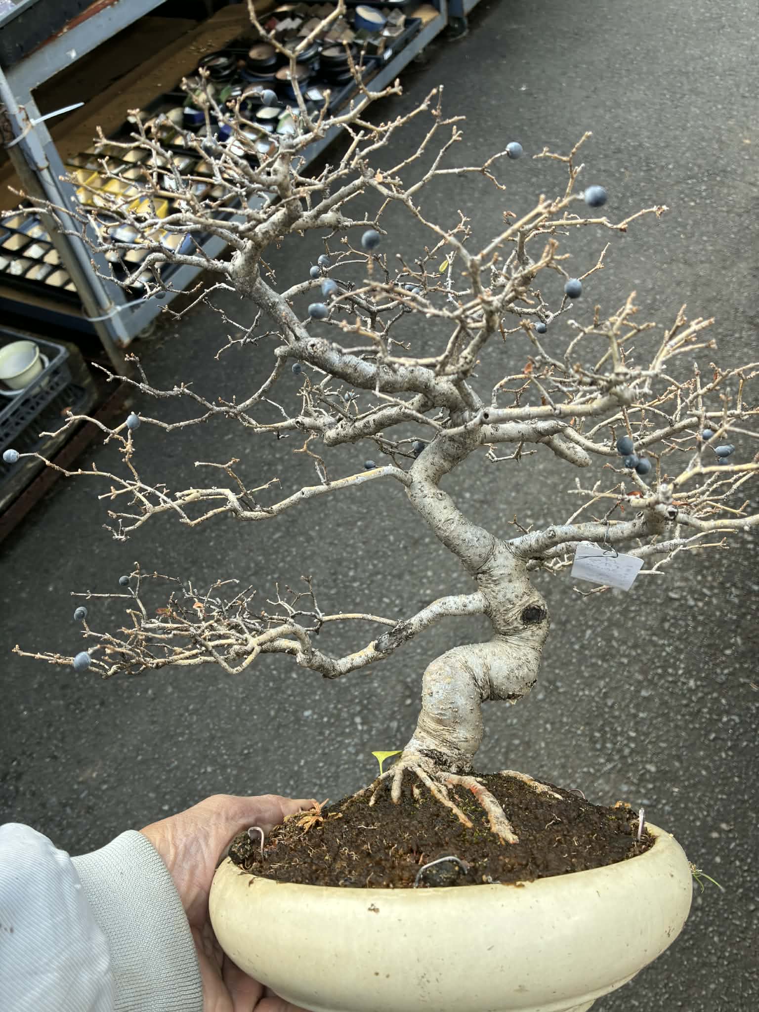 Ligustrum obtusifolium