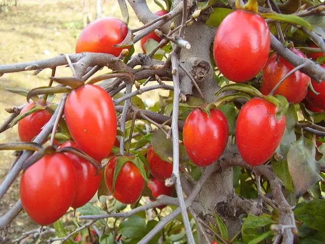 Diospyros rhombifolia 'Miyako Beni' Canada Bonsai