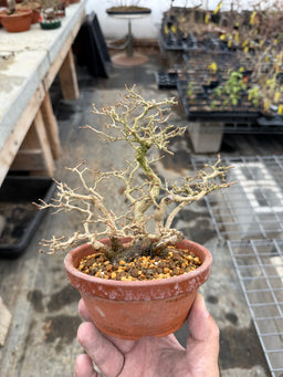 PREMNA japonica