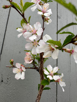 PRUNUS tomentosa