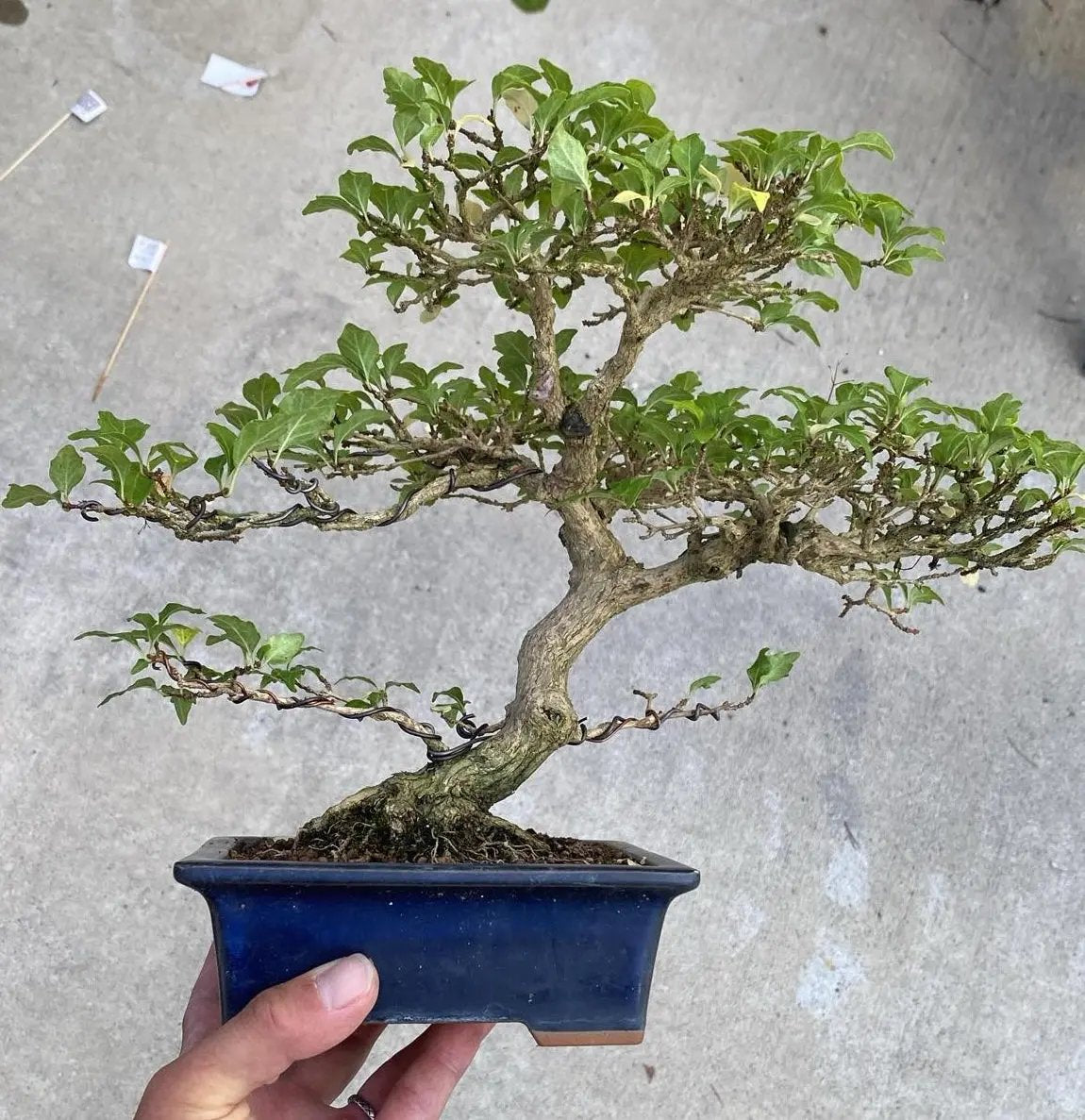Premna japonica Canada Bonsai
