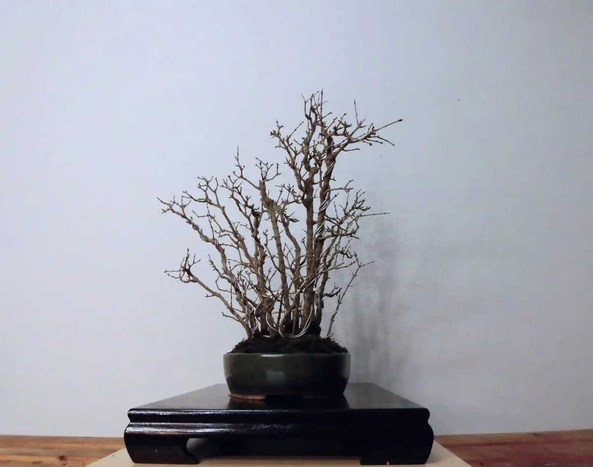 Punica granatum Canada Bonsai