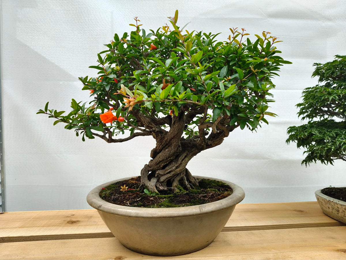 Punica Neji-Kan