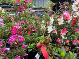RHODODENDRON indicum