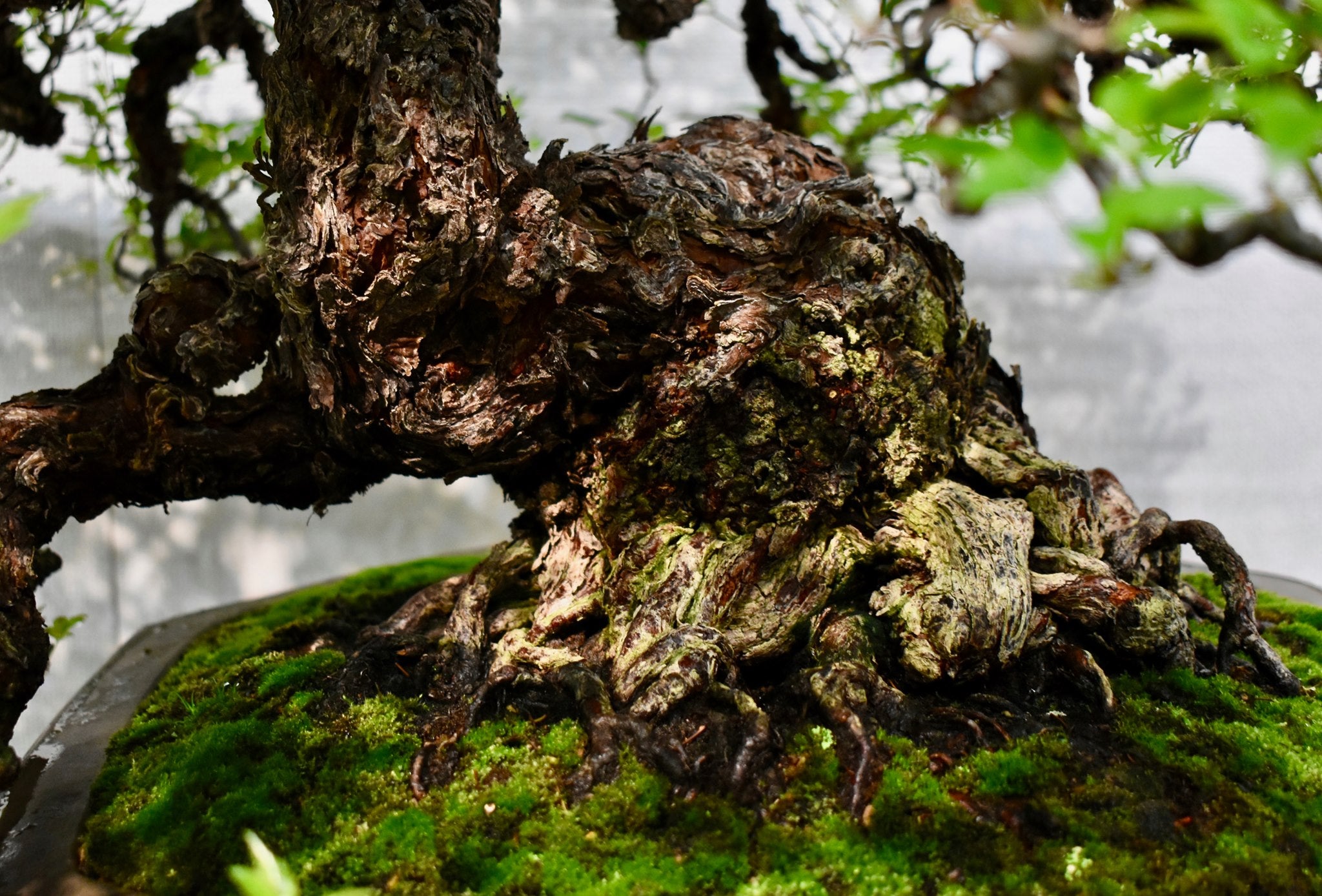 Rosa (white/pink) (small)