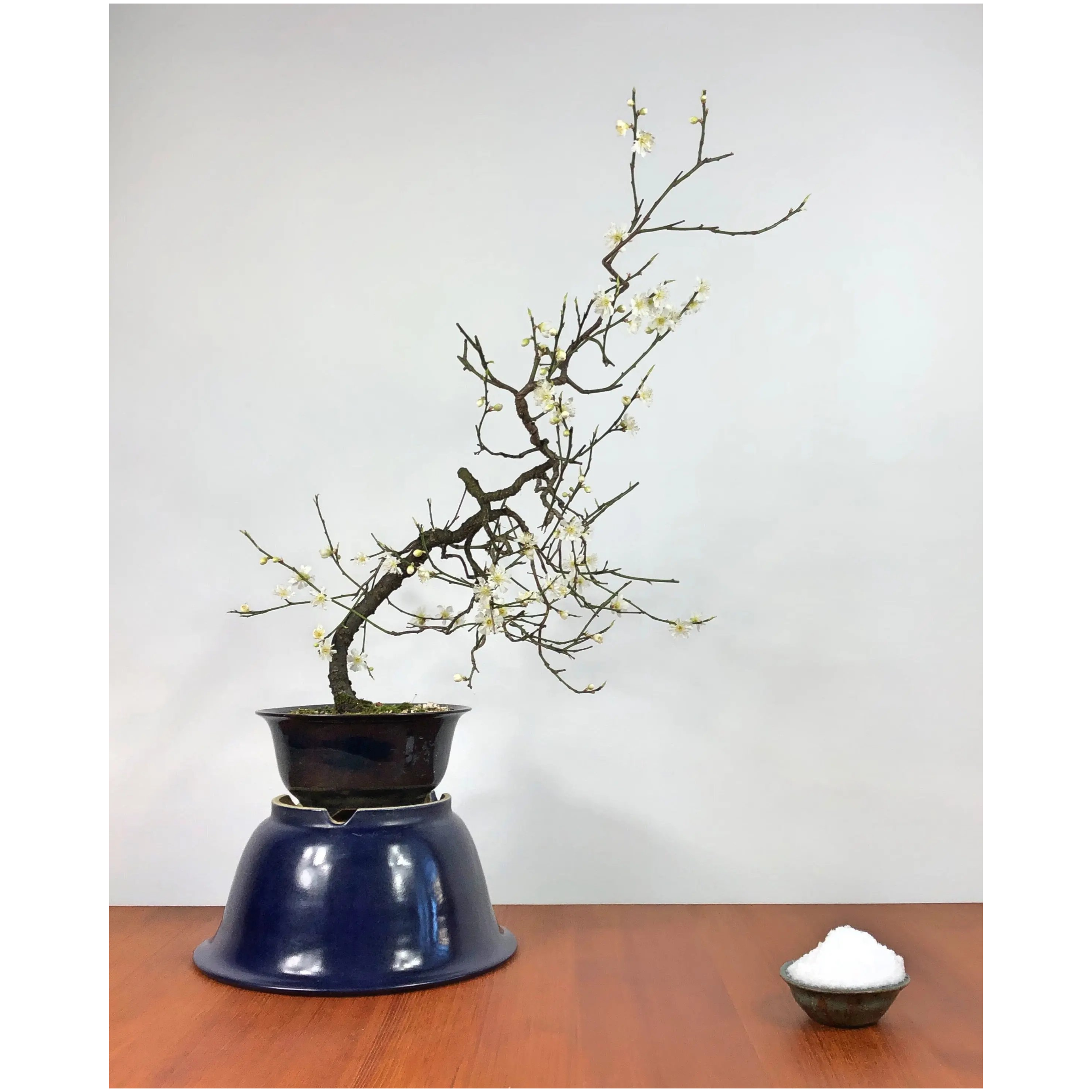 Prunus mume n° 4 'Yabai'