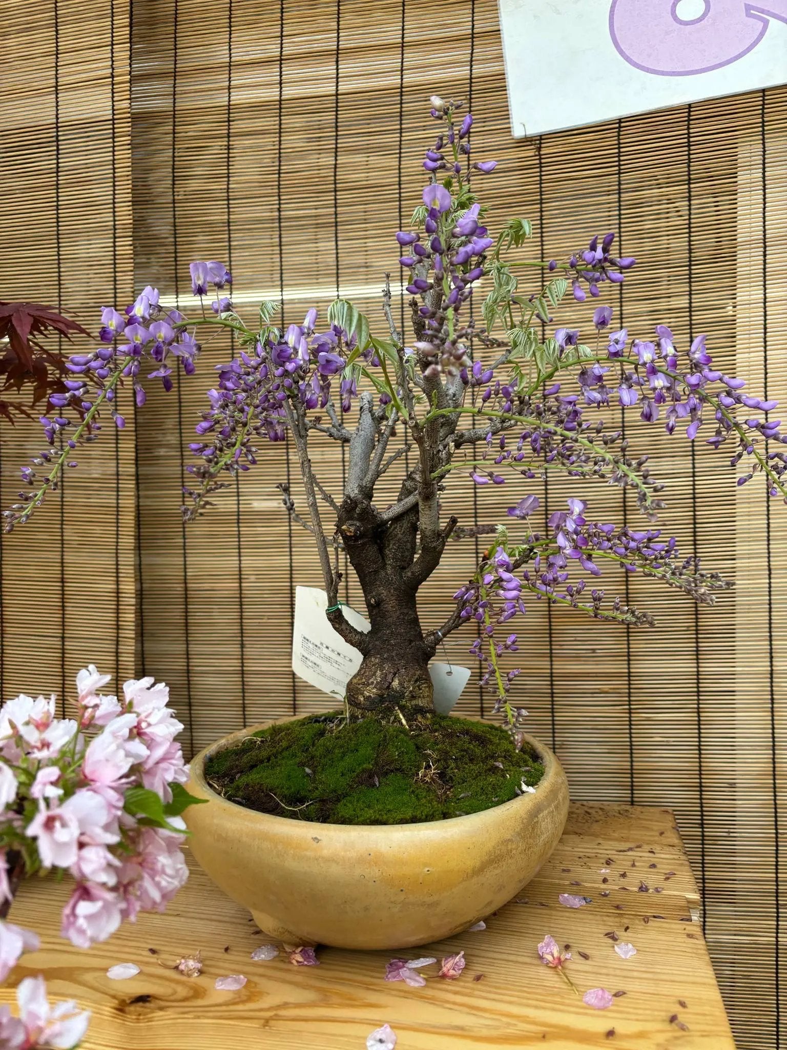Wisteria floribunda Canada Bonsai