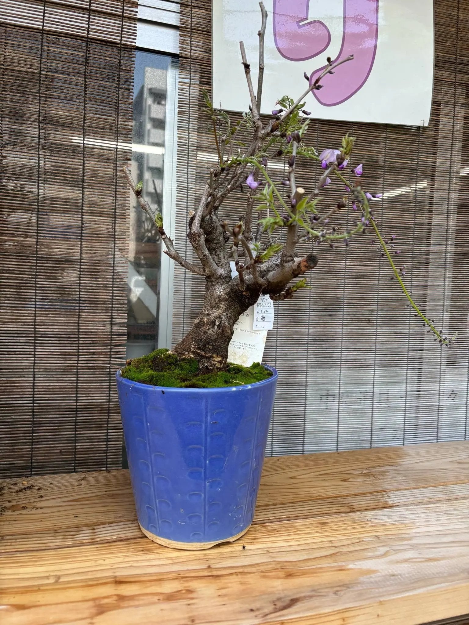 Wisteria floribunda Canada Bonsai