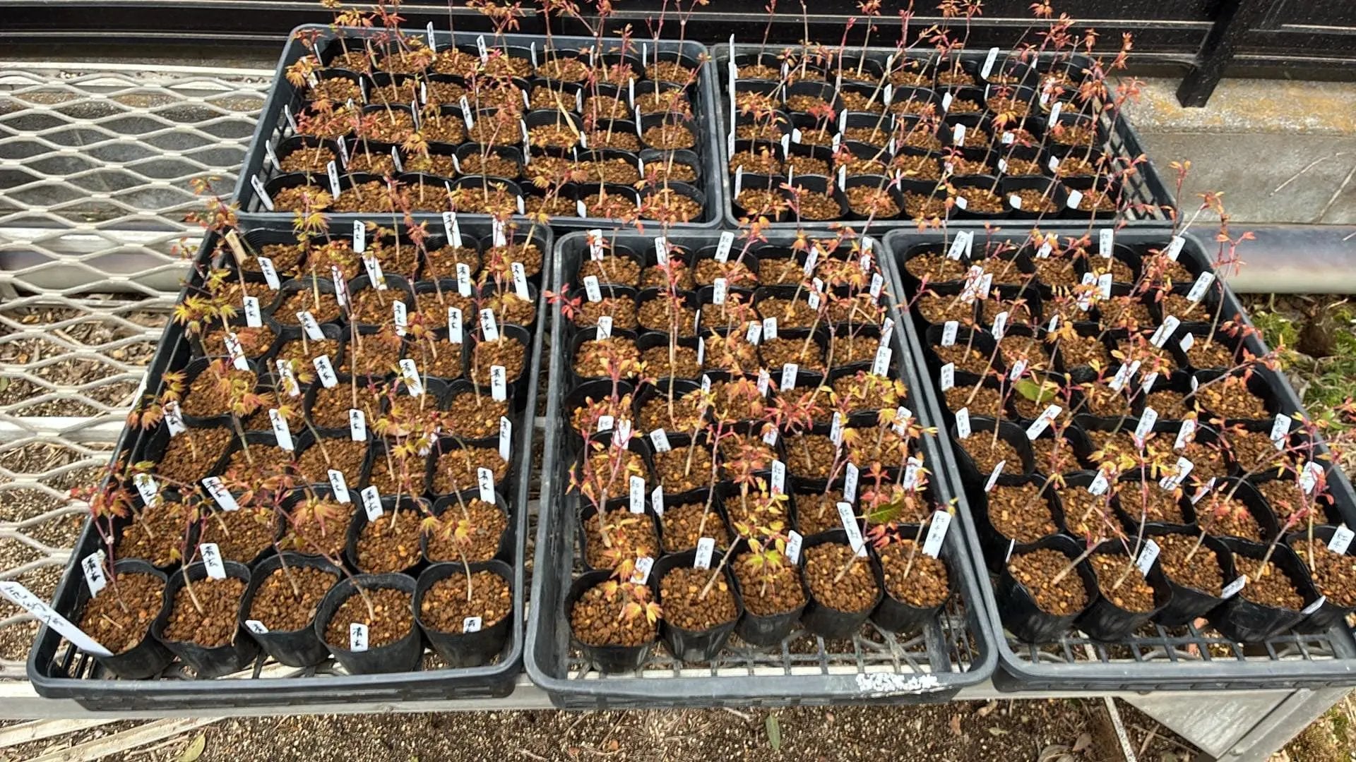 Acer palmatum 'Beni Chidori' (2026) Canada Bonsai