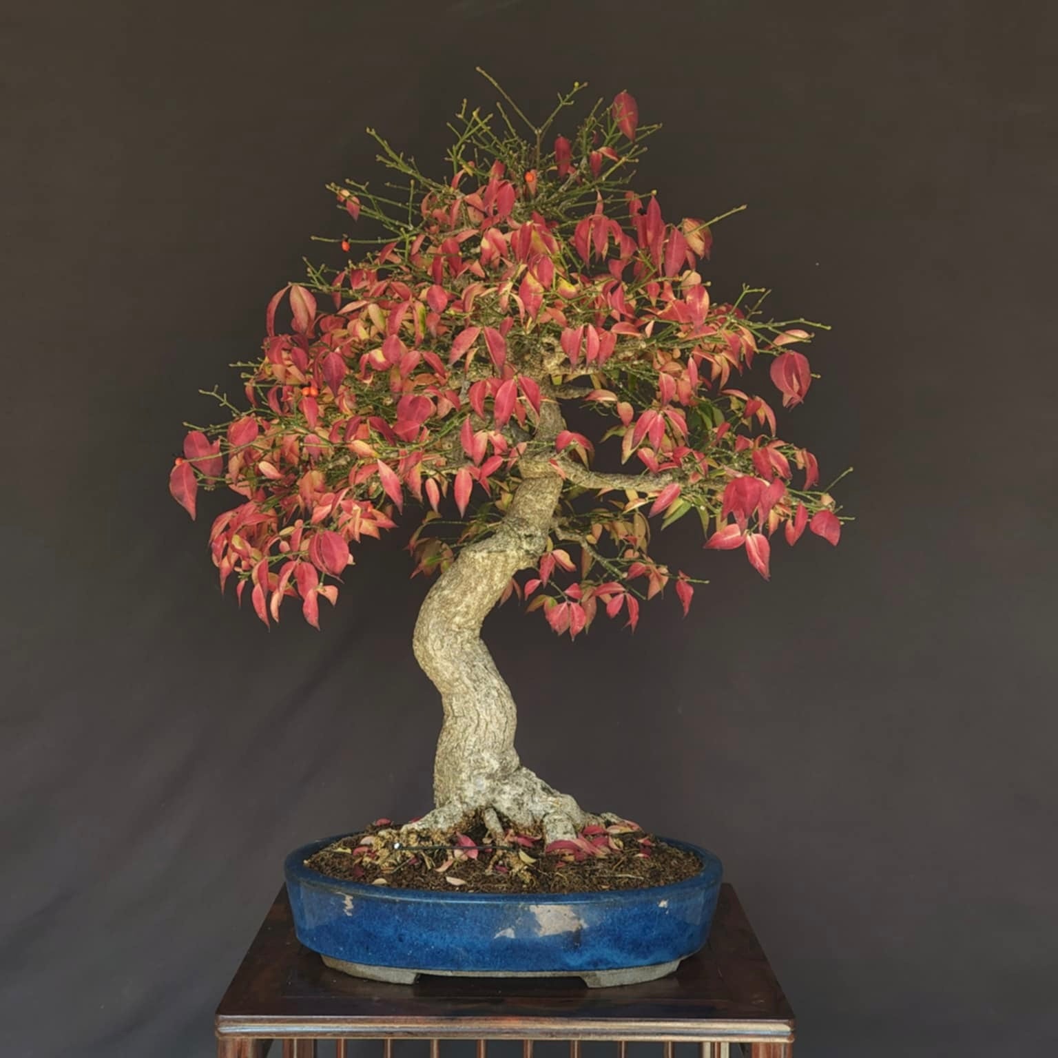 Une personne chanceuse gagnera un bonsaï Euonymus (fusain ailé) d'une valeur de 2000 $ importé du Japon
