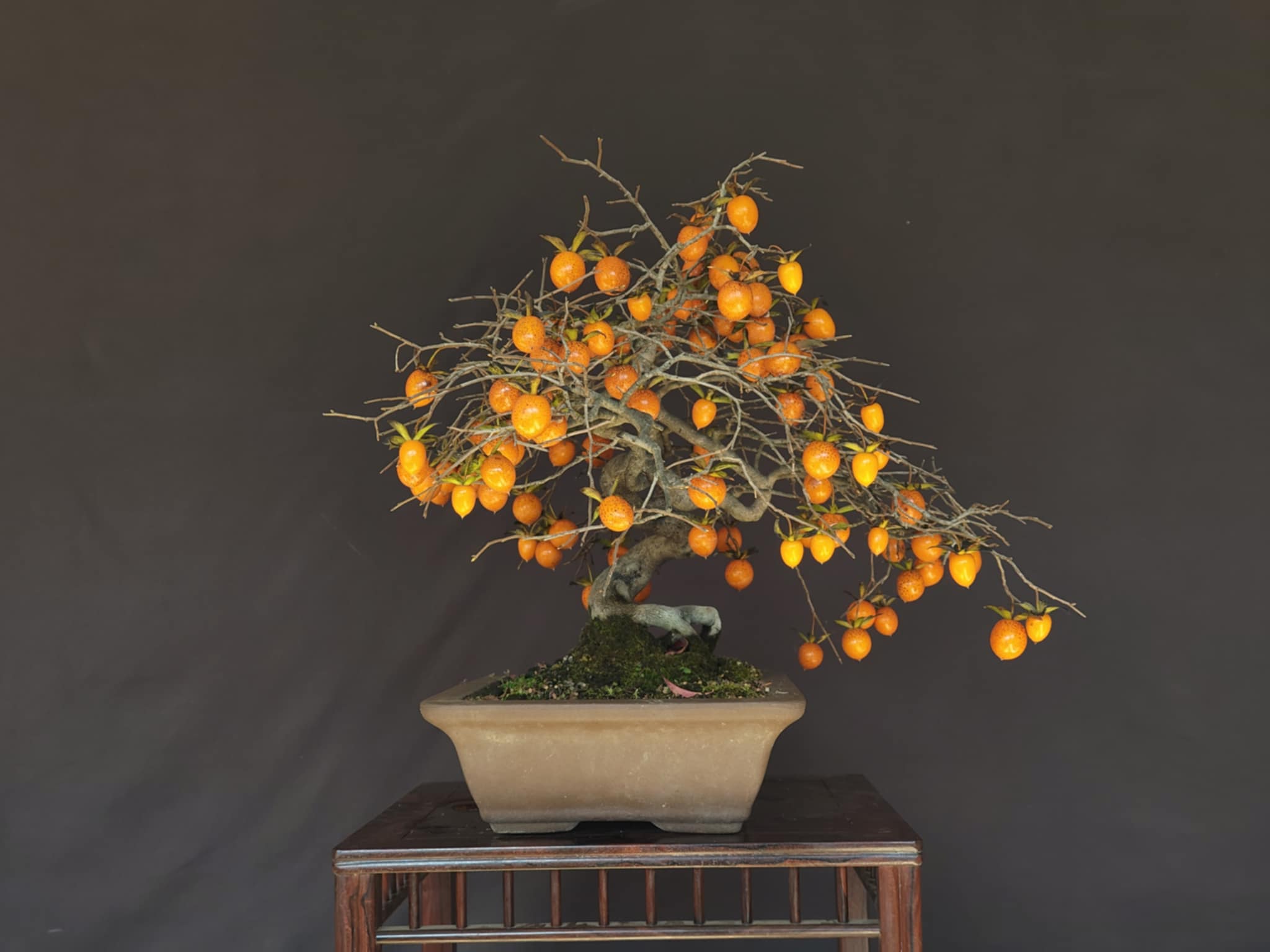 Diospyros rhombifolia