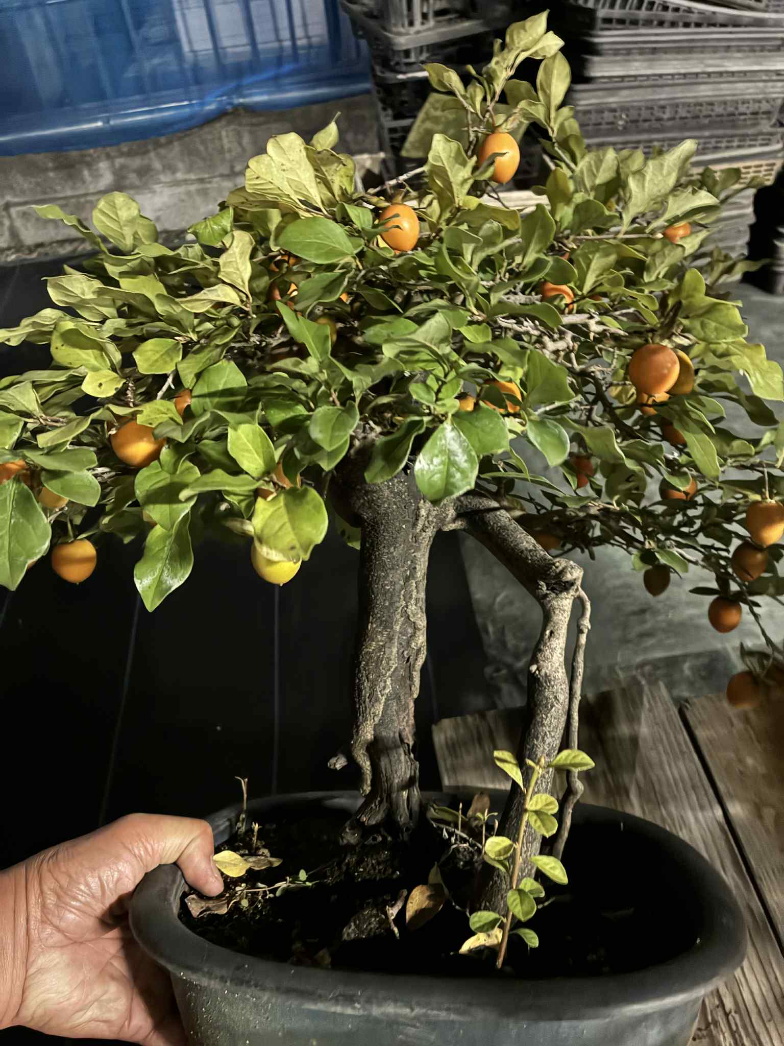 Diospyros rhombifolia