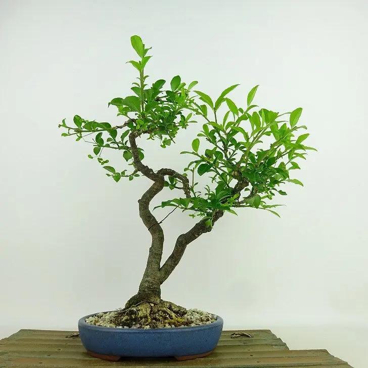 Euonymus Canada Bonsai