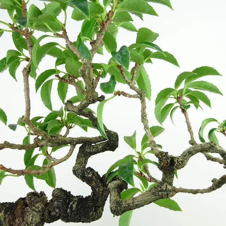 Kadsura japonica Canada Bonsai