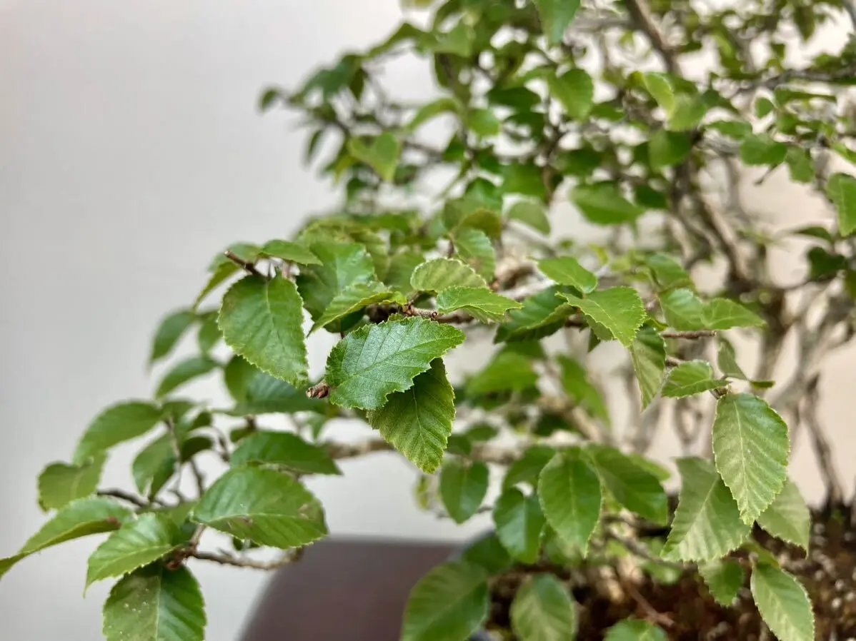 Carpinus turczaninowii Canada Bonsai